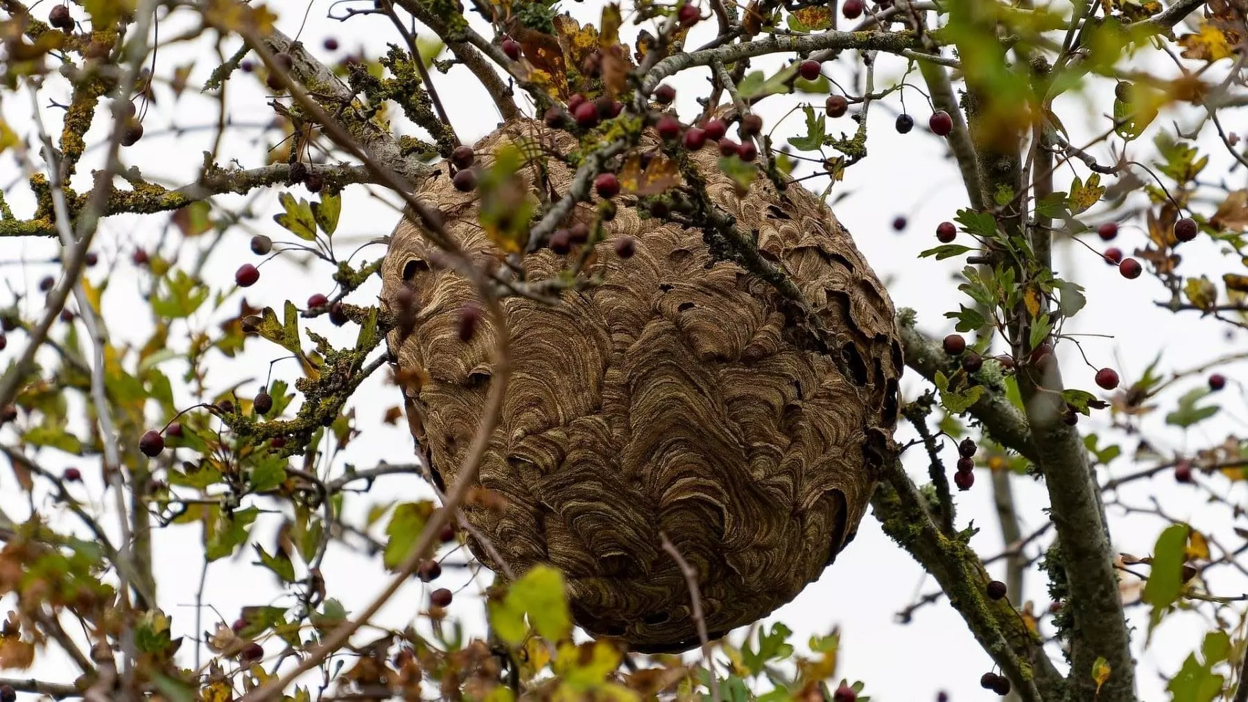 La Expansión del Avispón Asiático en Asturias: Un Desafío en Aumento