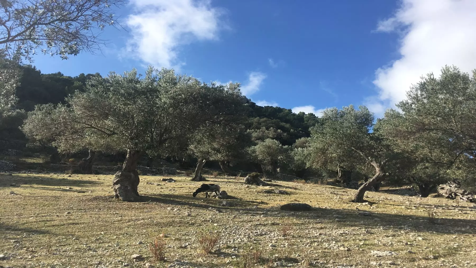 Mallorca fomenta la biodiversidad en olivares con nidos para el control natural de plagas