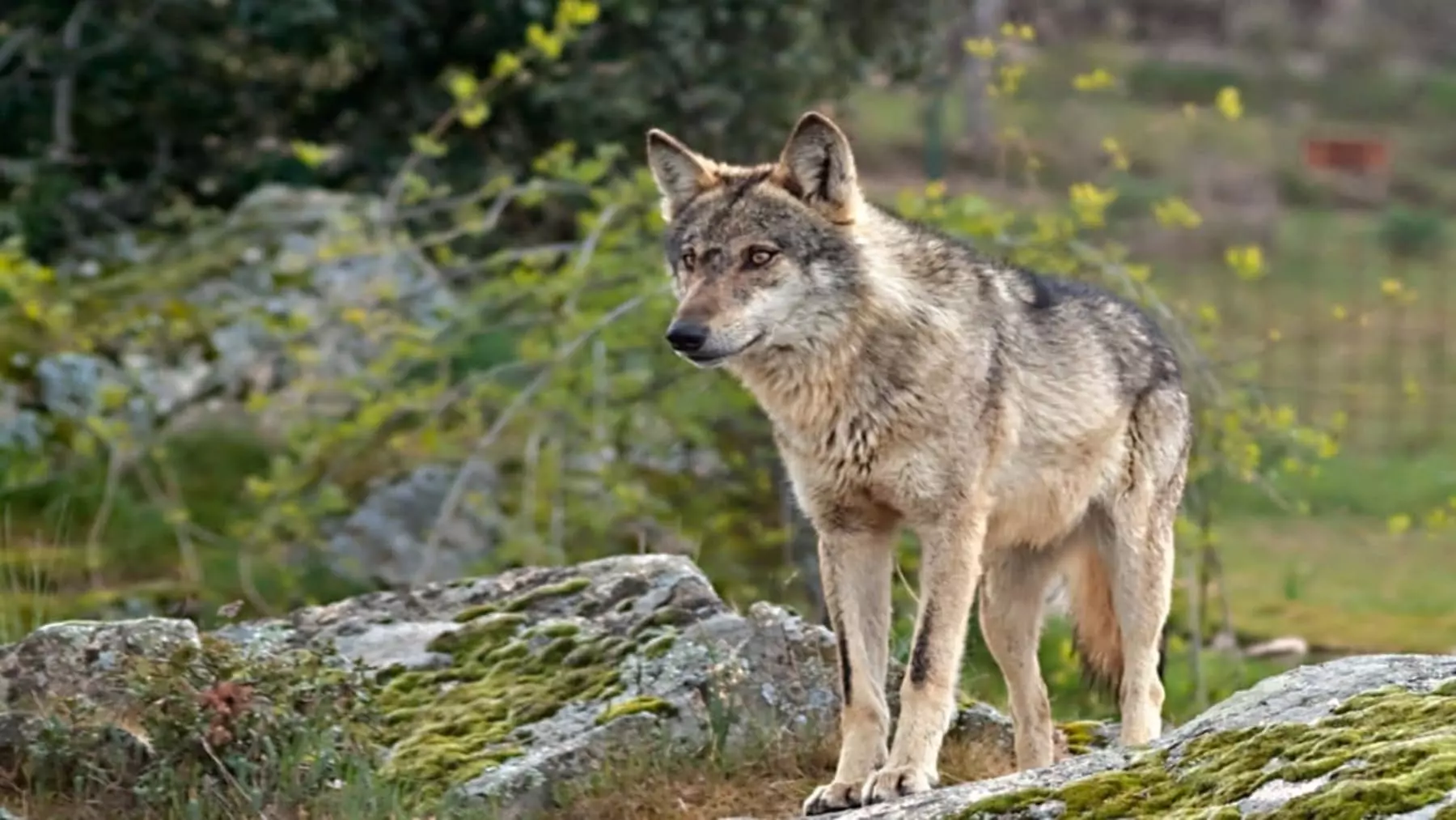 Aumento del Lobo Ibérico en Geoparque de Las Loras Reaviva Debate con la Ganadería