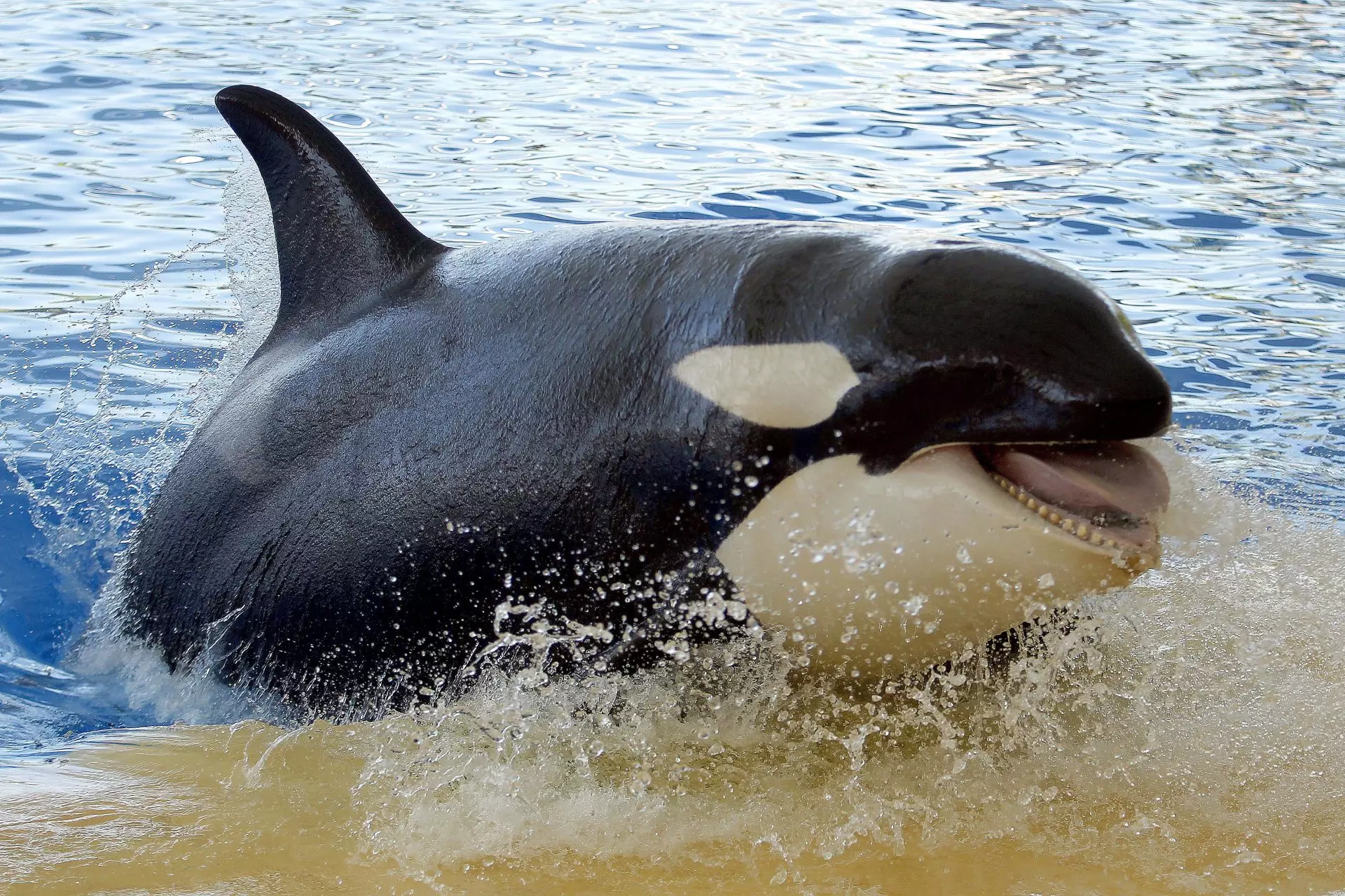 Disminuyen las interacciones entre embarcaciones y orcas en España, excepto en el norte