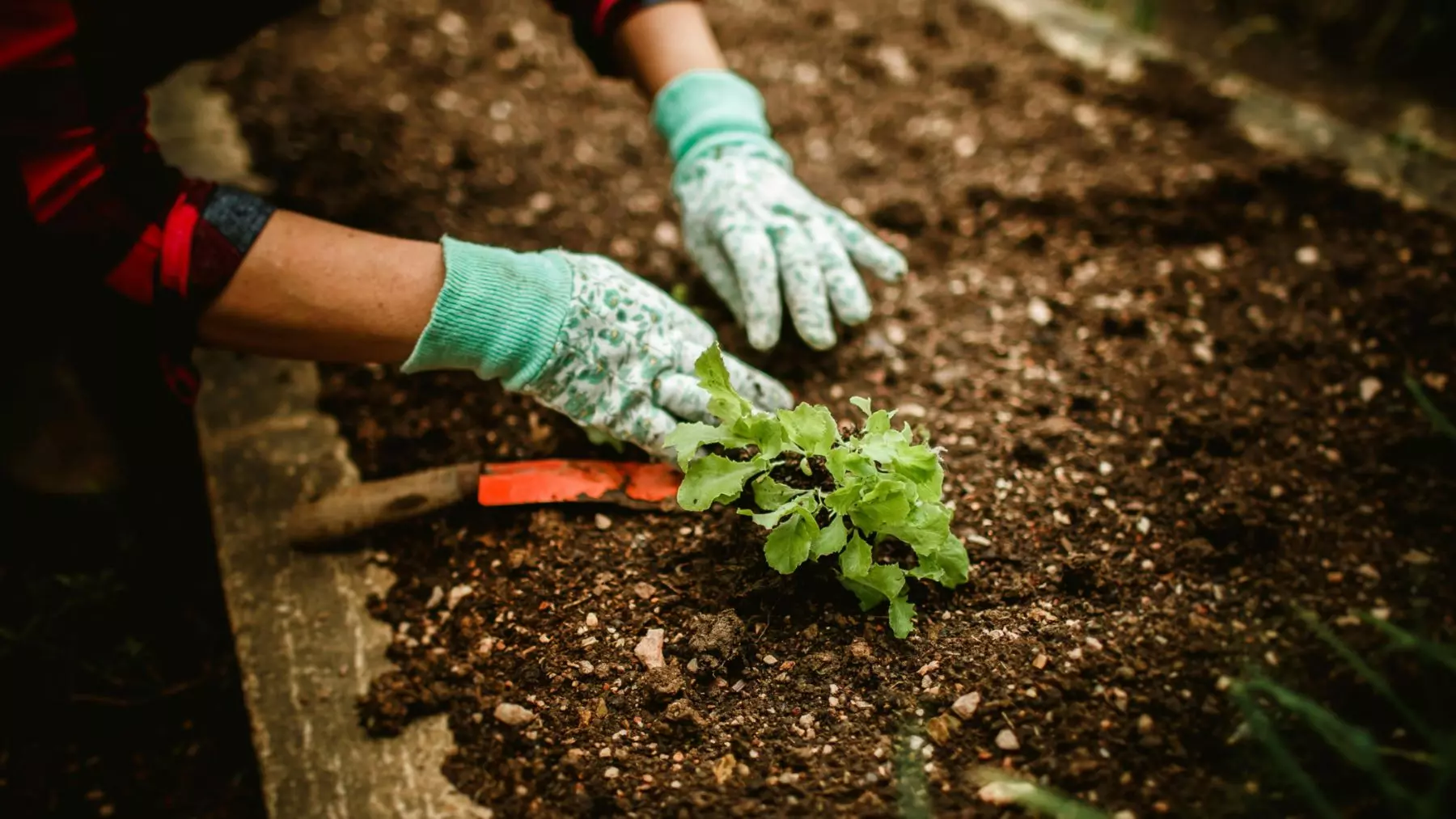 Plantas aromáticas: aliadas naturales para controlar plagas y roedores en tu jardín