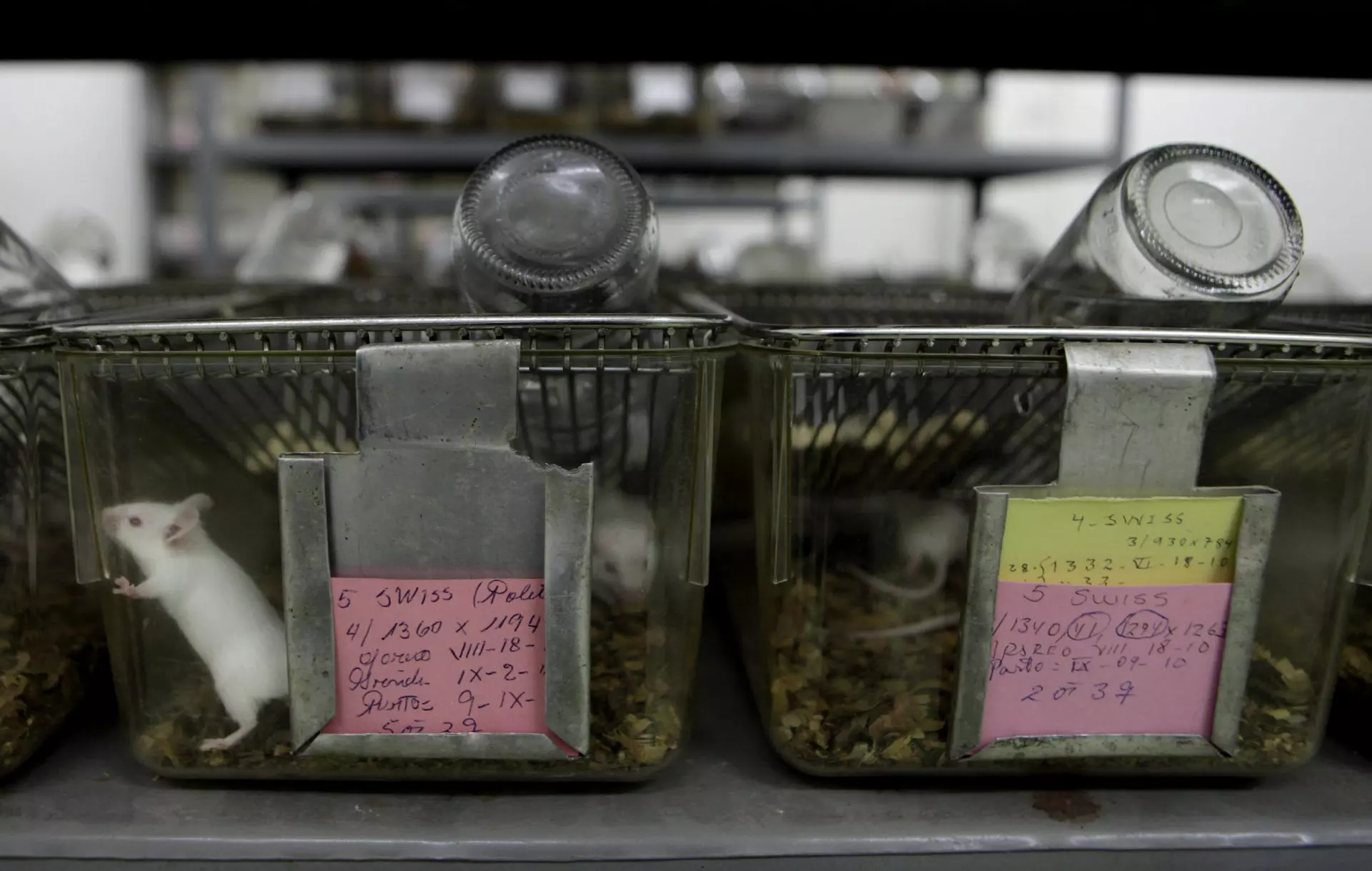 Aumento Preocupante de la Experimentación Animal en España y Europa