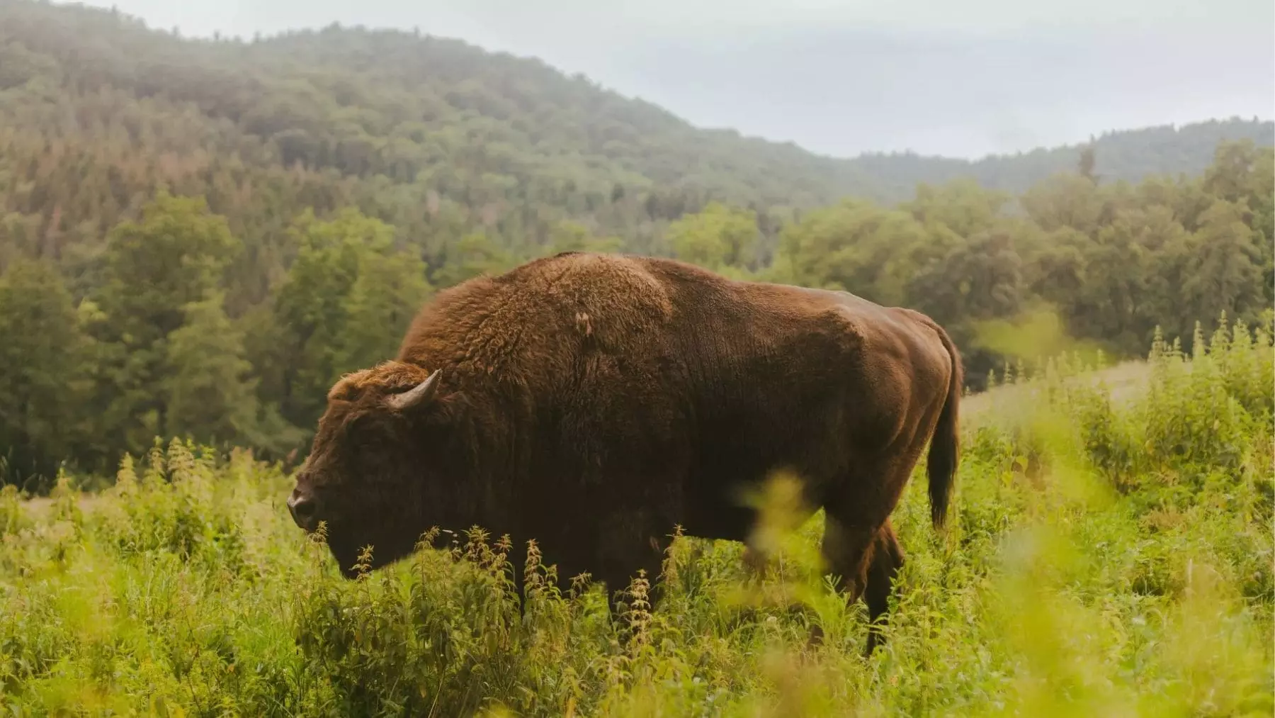 Los bisontes europeos como ingenieros naturales en los Cárpatos: un estudio revela un aumento del 30% en la vegetación y la captura de carbono