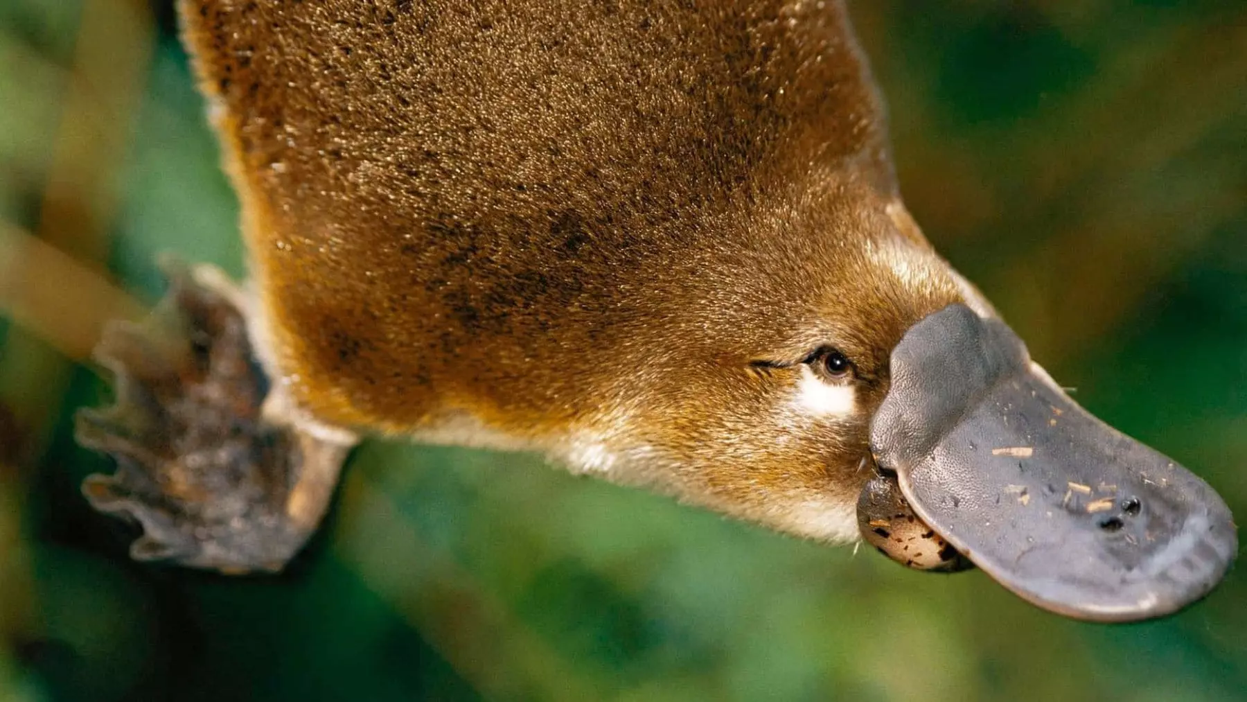 Un Misterio Evolutivo: El Ornitorrinco y los Melanosomas Aviares en su Pelaje