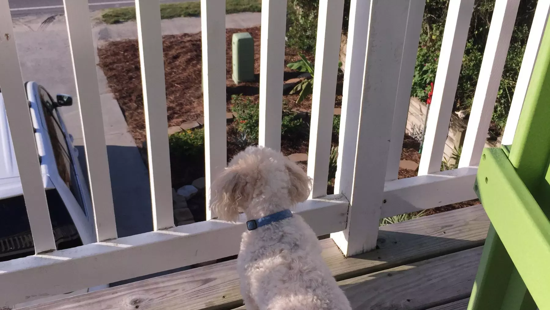 Nueva Ley de Bienestar Animal: Restricciones para Mascotas en Espacios Exteriores y Sanciones