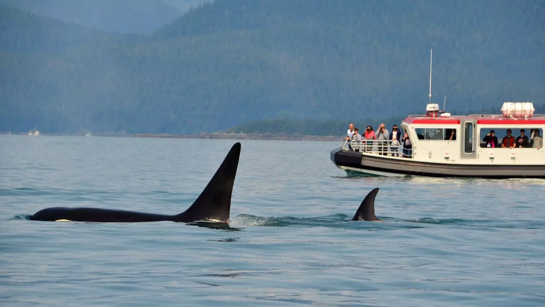 Orcas en España: Cambios en las Interacciones con Embarcaciones