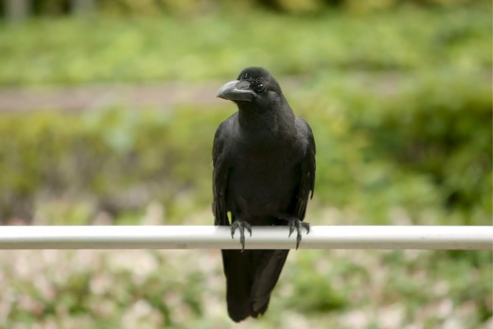 La notable inteligencia de los cuervos: más allá del mito popular