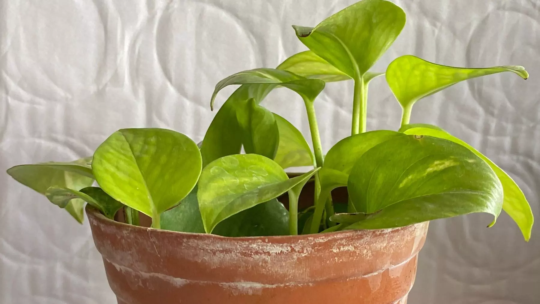 Consejos de Expertos para un Potus Vibrante: Cómo Lograr Hojas Grandes y Saludables