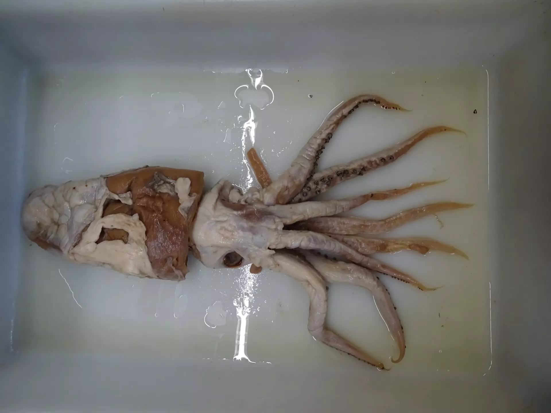 Calamar de Poseidón: Un hallazgo español entre las diez criaturas marinas más fascinantes