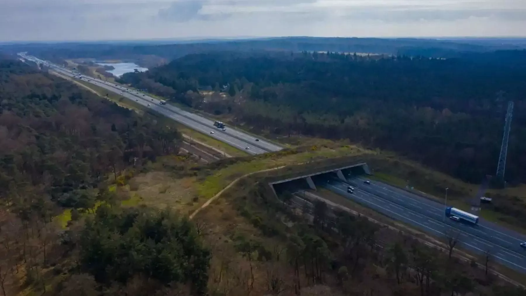 Madrid inaugura un innovador 'ecoducto' para salvaguardar la fauna silvestre en la M-607