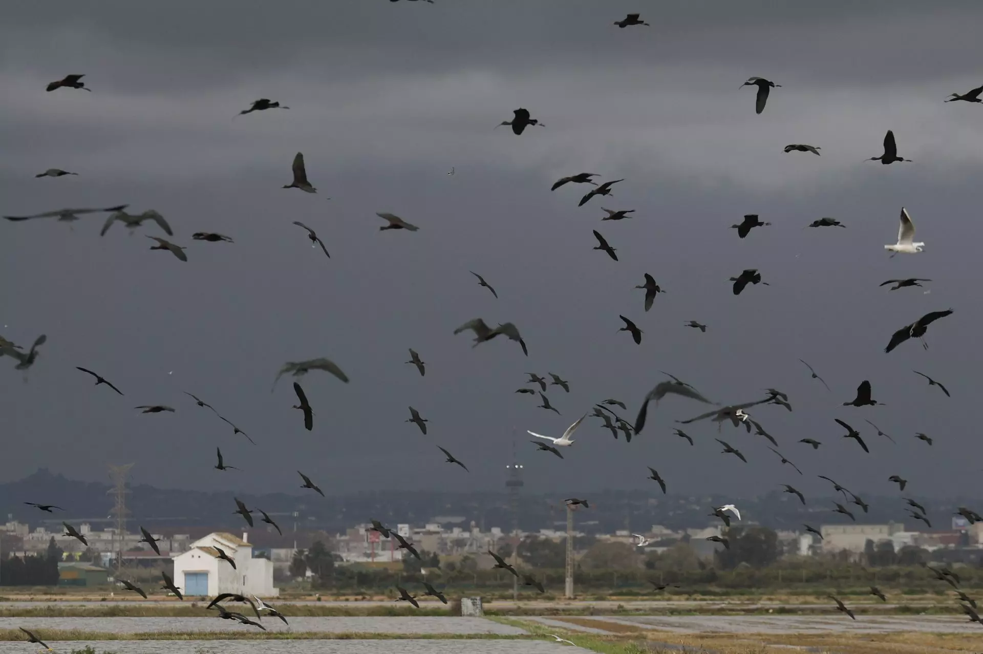 La Población Invernal de Aves Acuáticas en La Albufera de Valencia Florece Tras la DANA de 2024