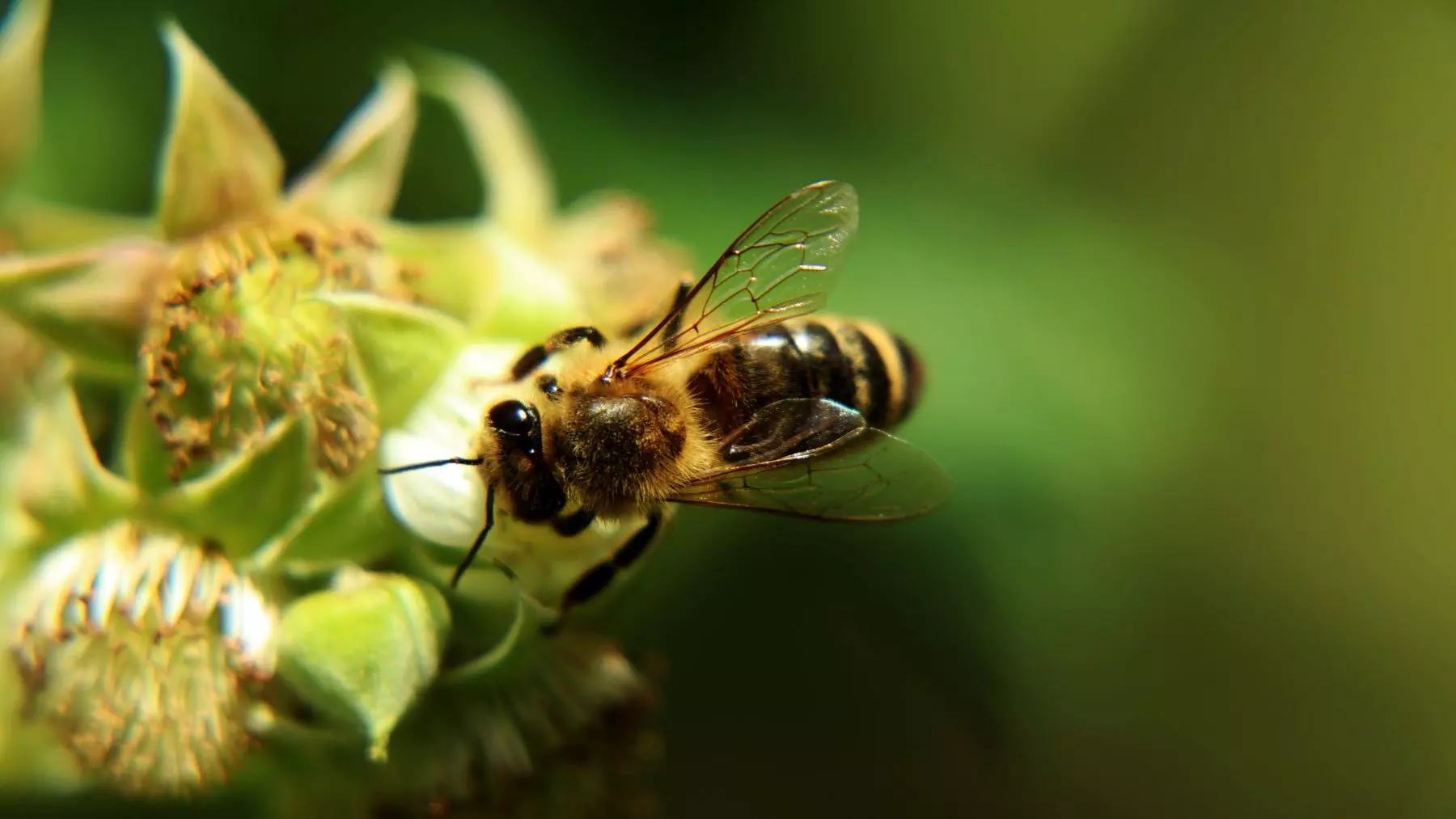 Avance zoológico: Descubren dieta para abejas que multiplica colonias por 15