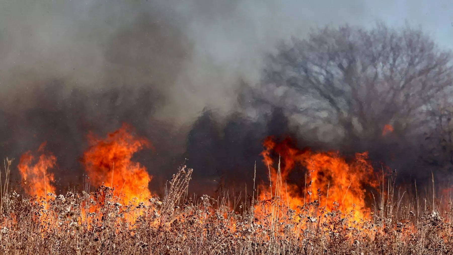 Cantabria: Varios Incendios Forestales Azotan la Región con un Impacto Crítico