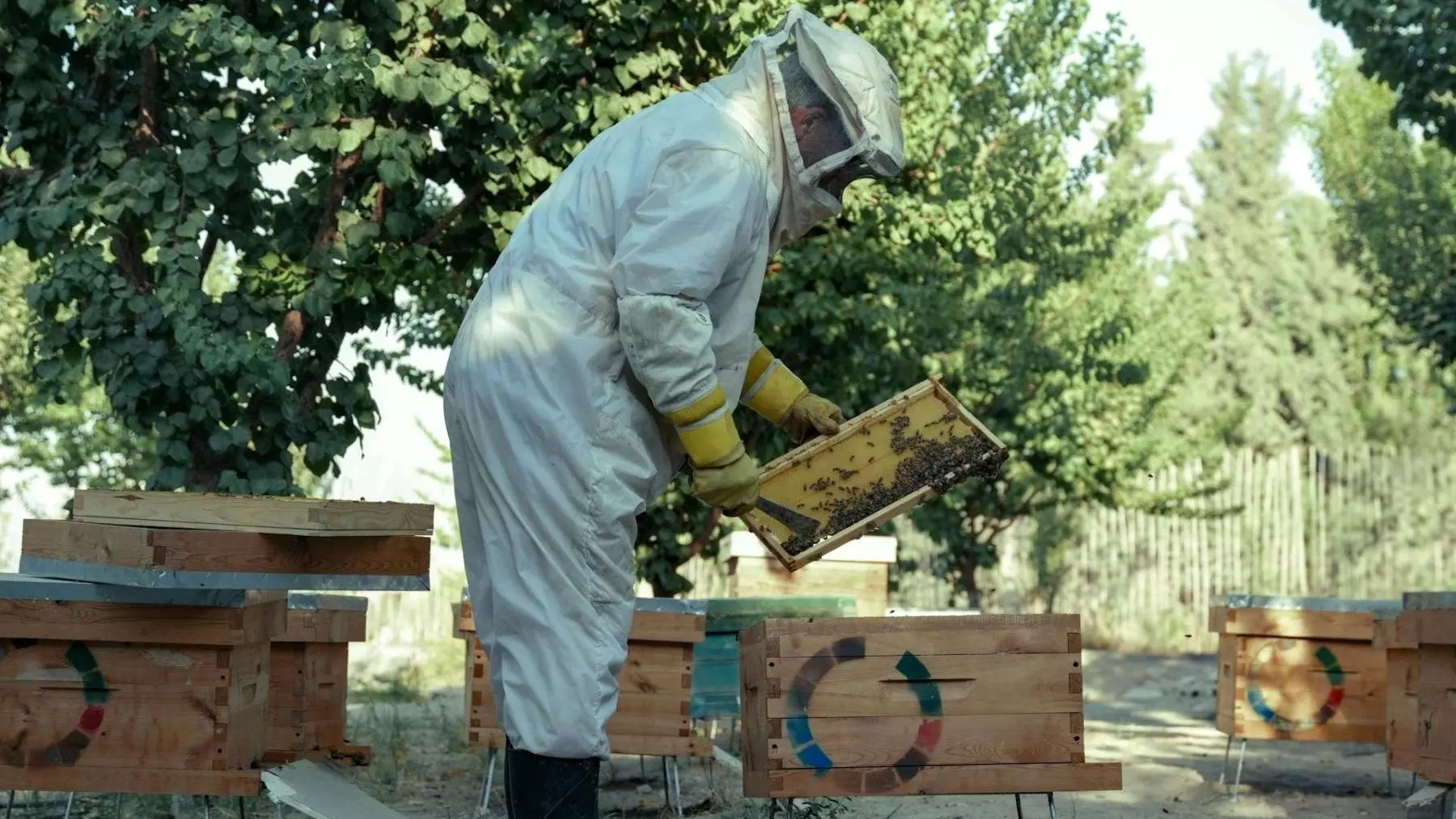 Murcia: Aumento del 30% en Ayudas para la Apicultura y Protección de la Biodiversidad en el Marco de la PAC 2026