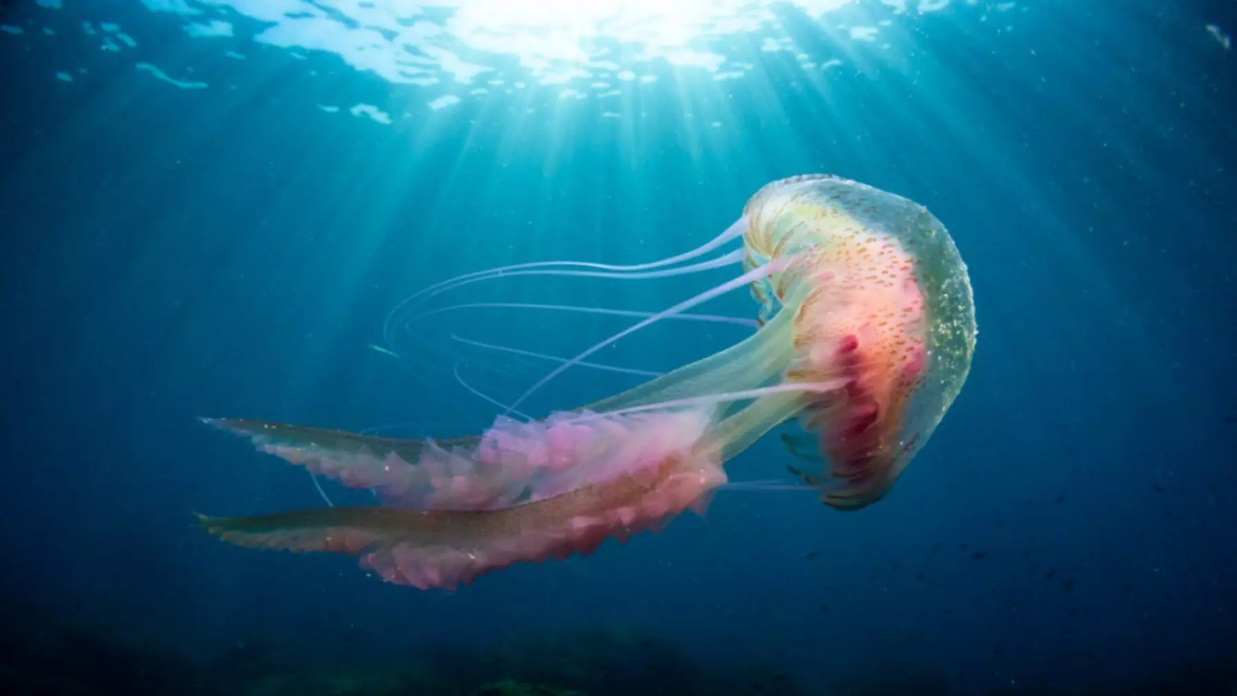 Científicos de Vigo Logran Criopreservar Larvas de Medusa, un Hito en la Biología Marina