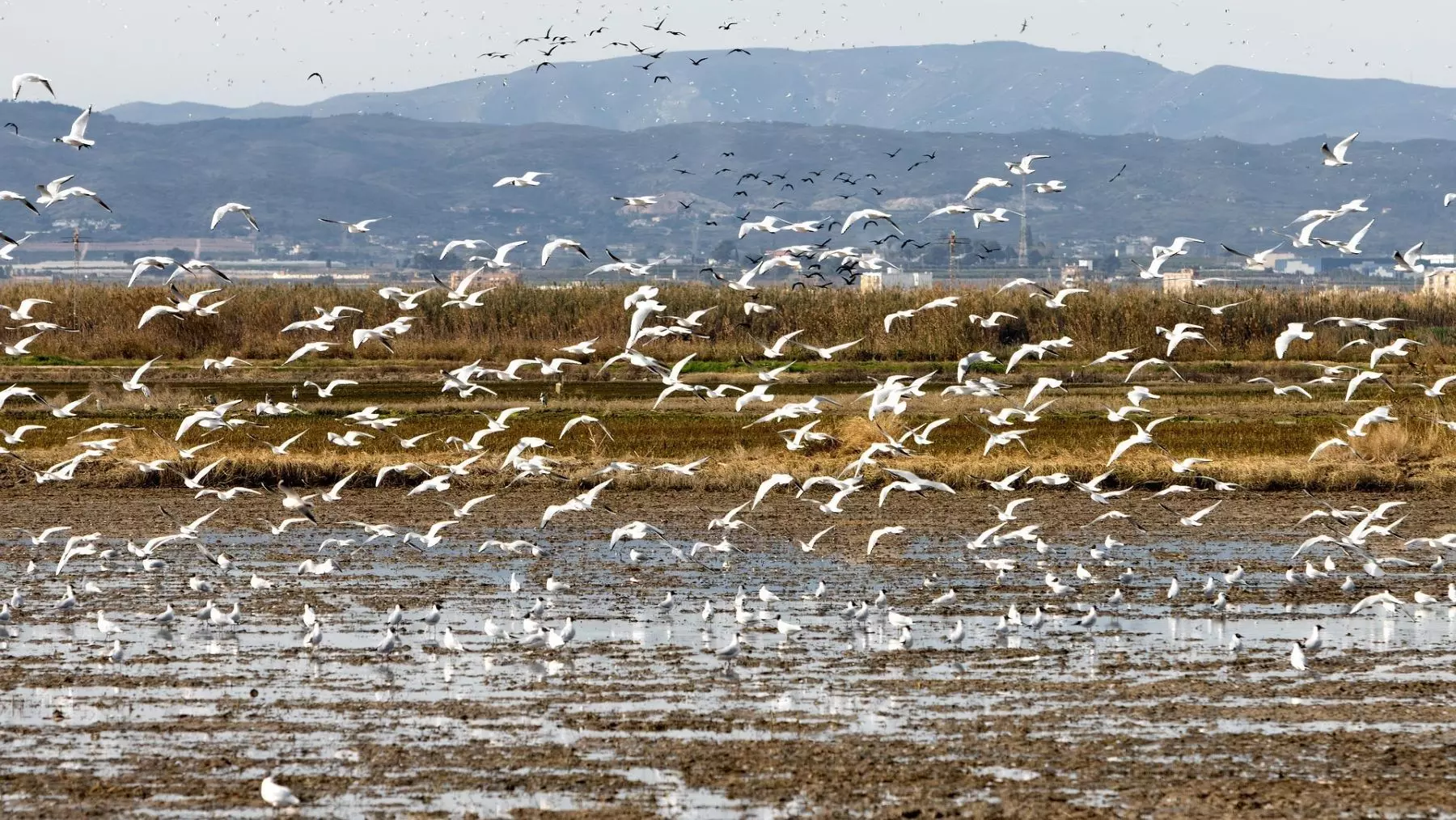 Aumento histórico de aves acuáticas en la Albufera de Valencia: un éxito de recuperación ambiental