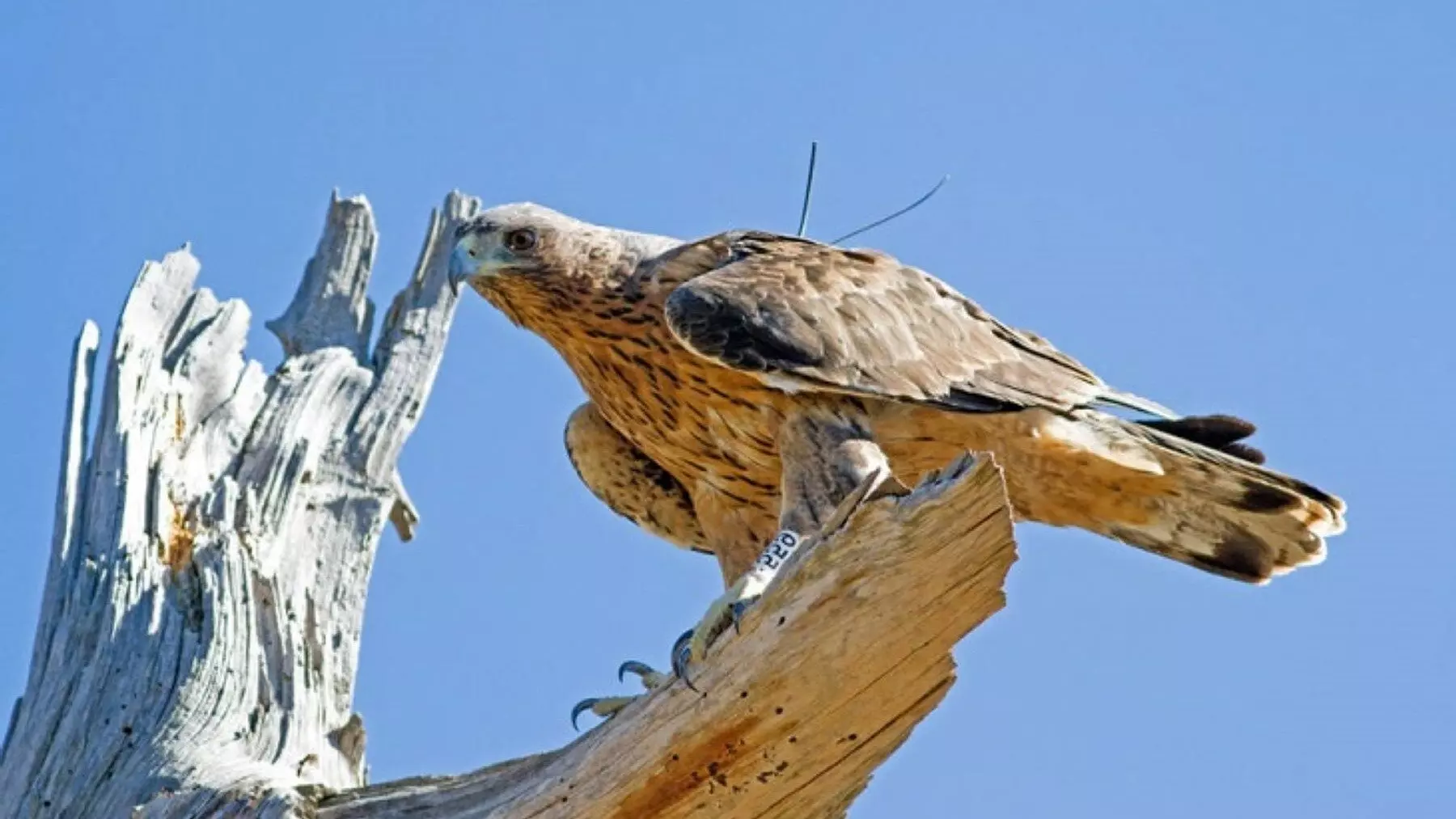 Un hito para la fauna: El águila de Bonelli se reproduce en Guara impulsando la recuperación en Aragón