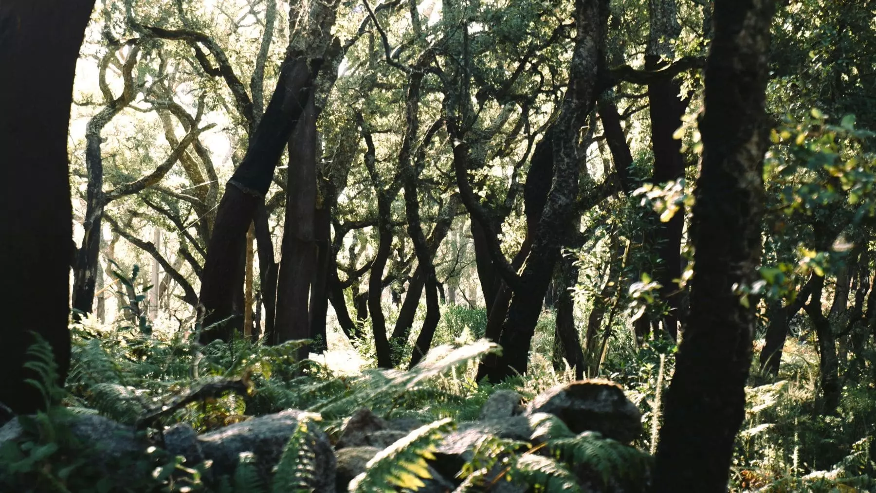 EcoSentinel: El Futuro de la Protección Forestal con Sensores Naturales en Europa