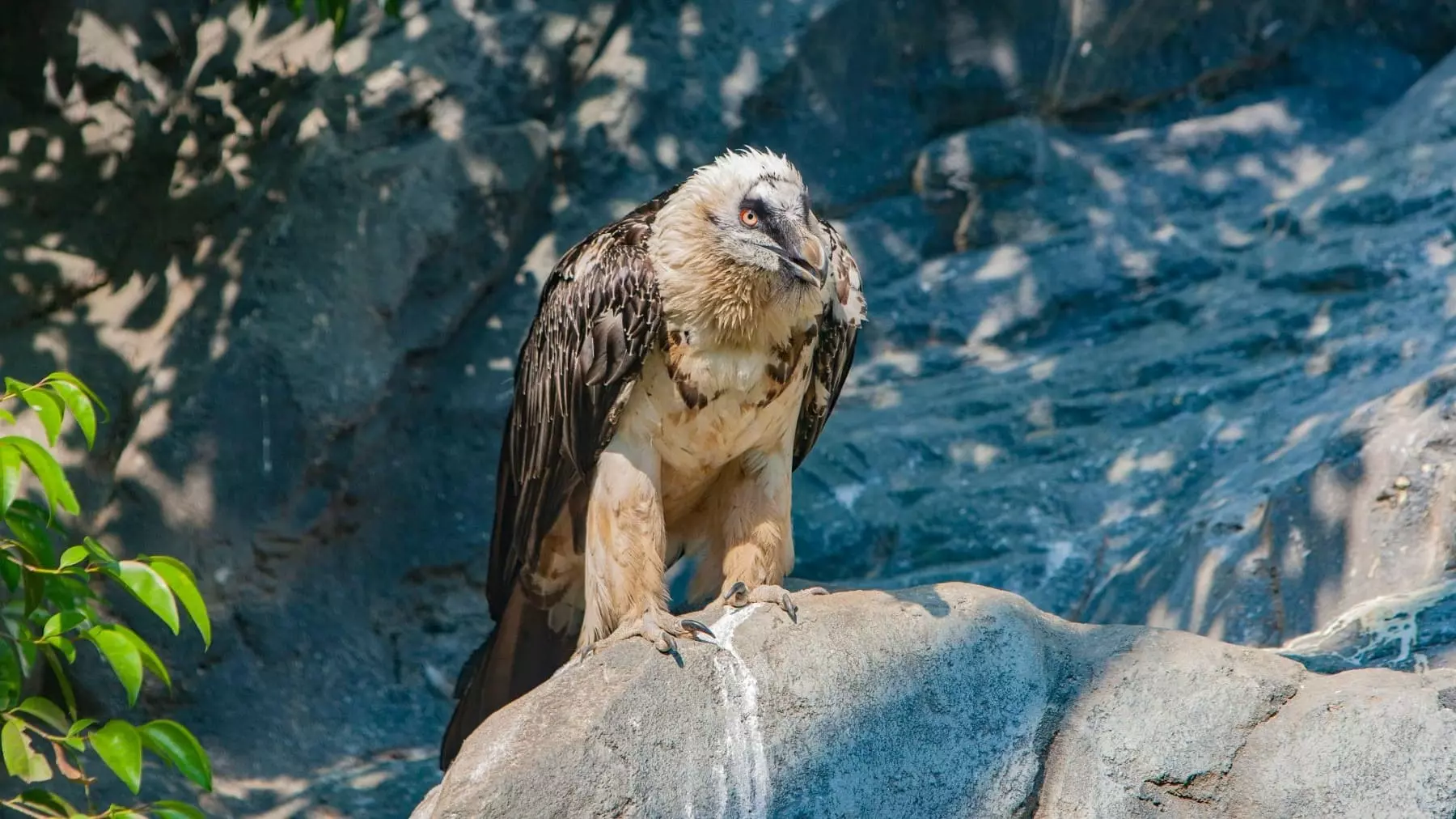 Tragedia en Picos de Europa: La Electrocución de un Quebrantahuesos Revela Deficiencias en la Protección de Especies Amenazadas