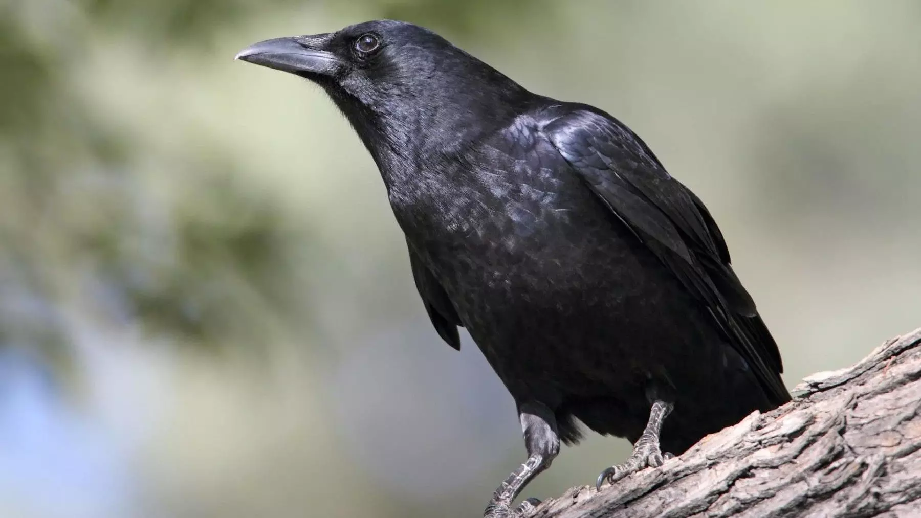 La Sorprendente Cognición de los Cuervos: Más Allá de la Percepción Común