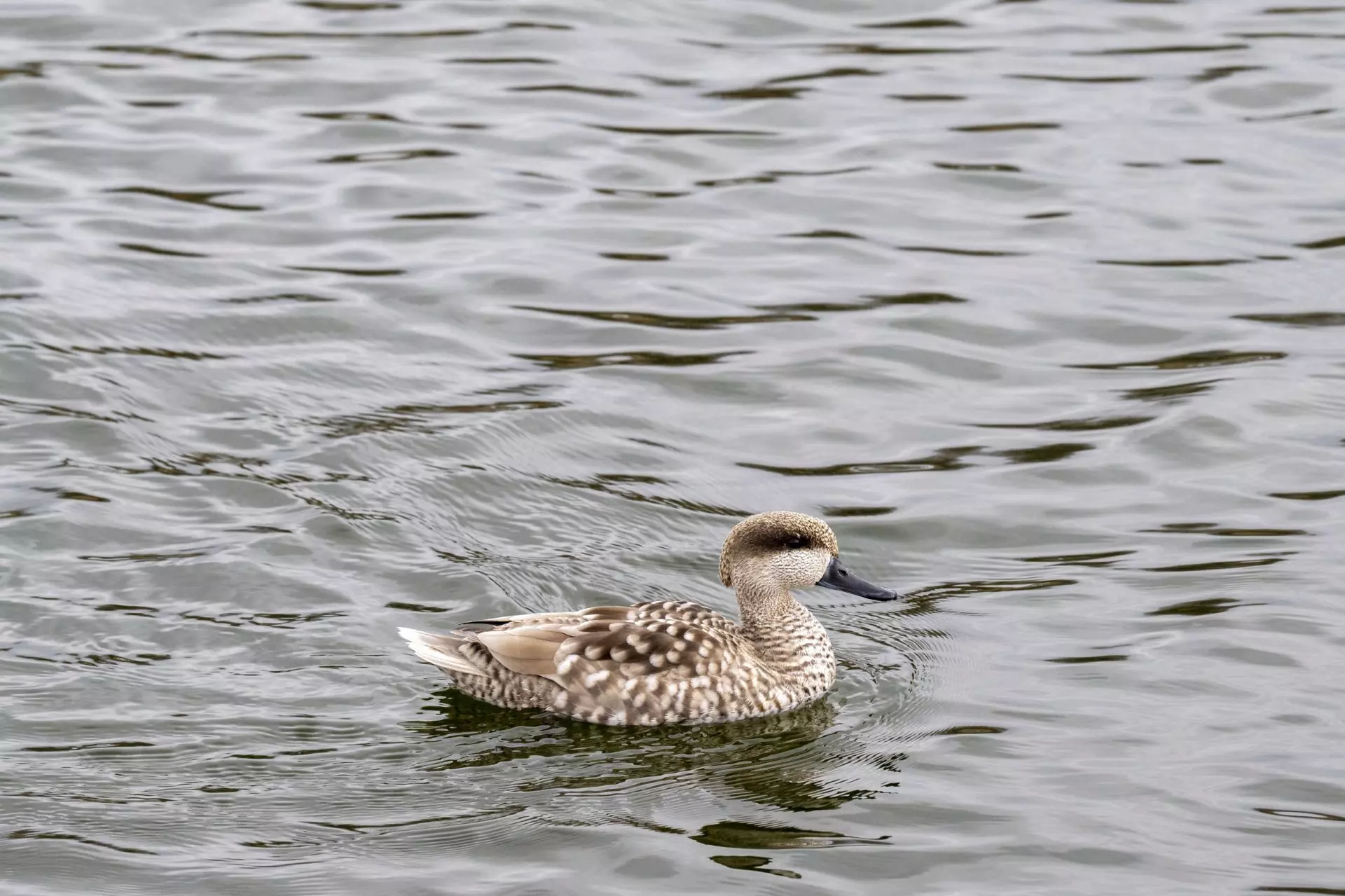 Tablas de Daimiel: El Resurgir de un Humedal Vital