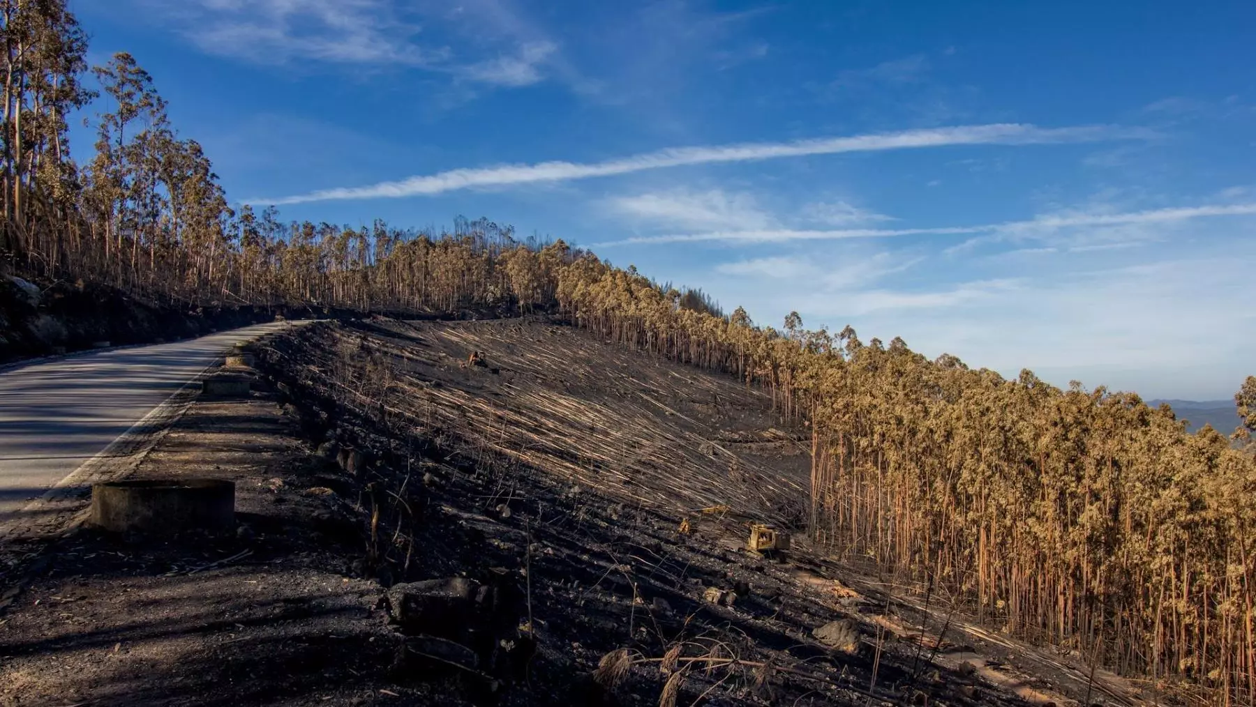 Ecologistas de Asturias Instan a Prohibir el Pastoreo Post-Incendios para Desincentivar Fuegos Provocados