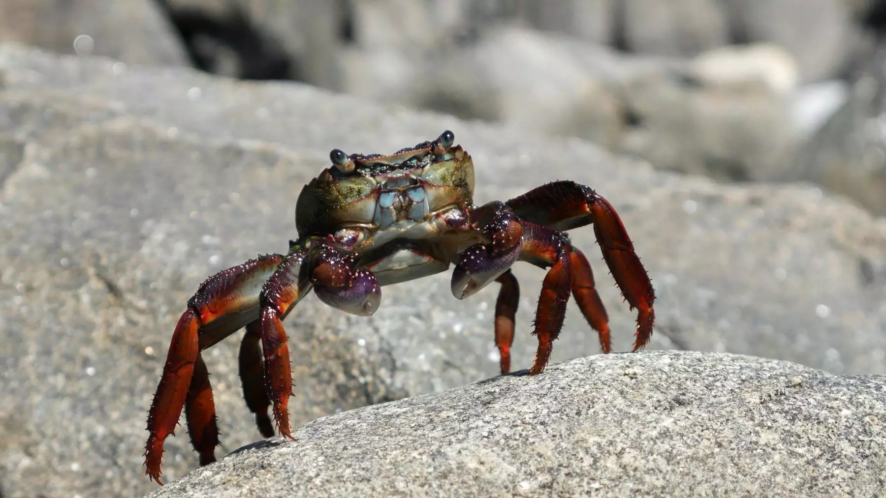 La Preocupante Proliferación del Cangrejo Rojo en Castilla y León: Una Alerta Biológica
