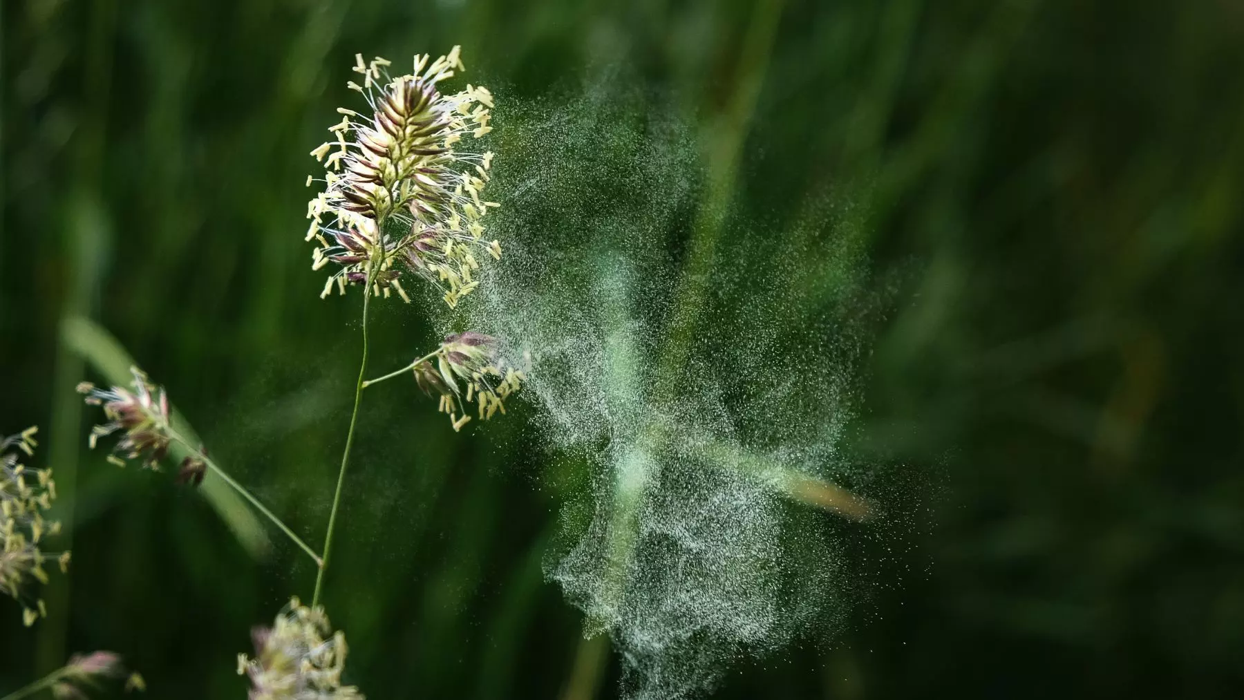 Temporada de Polen en España: Provincias en Alerta Máxima y Predicciones de la SEAIC