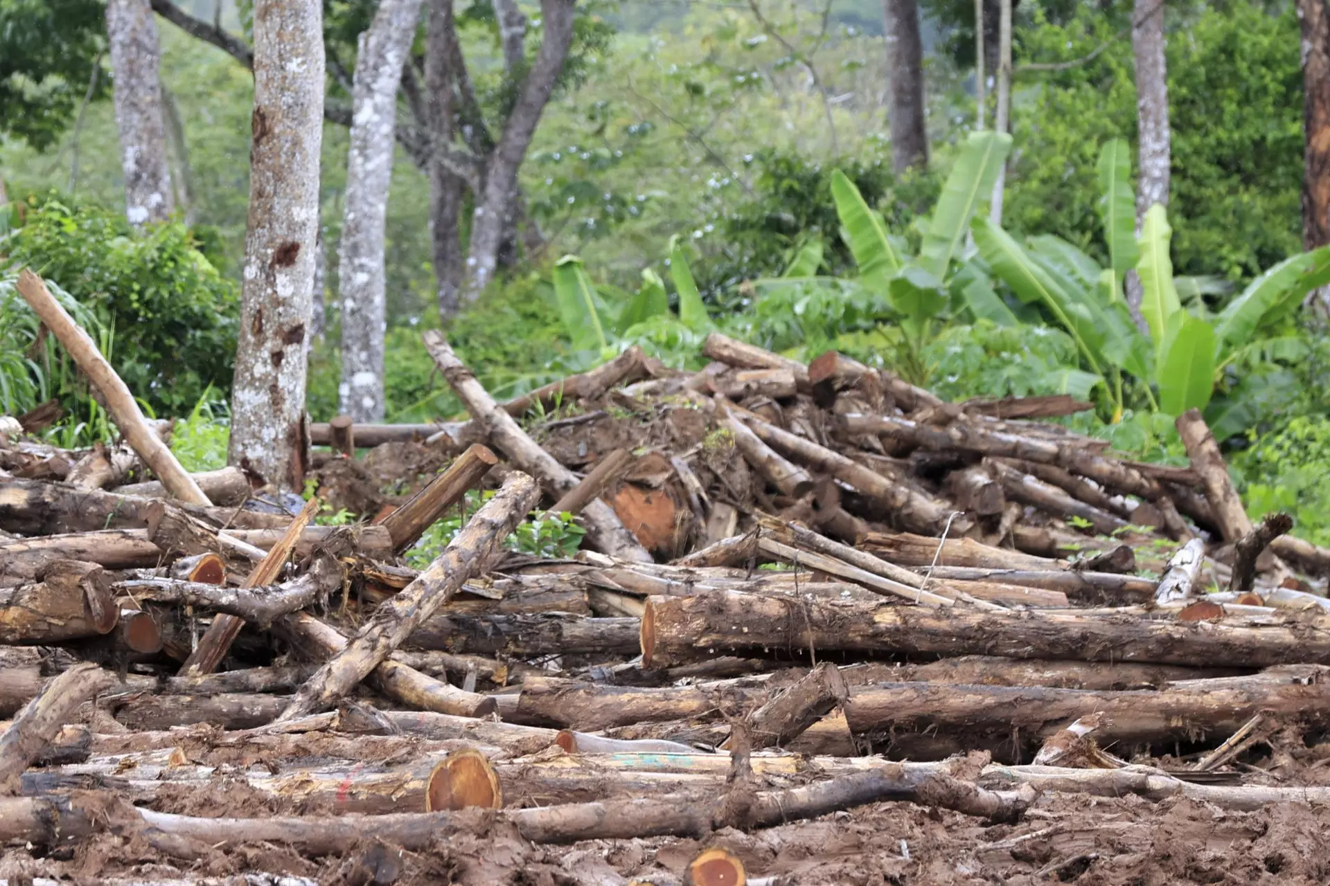 De residuos forestales a energía limpia para el transporte: Un futuro sostenible