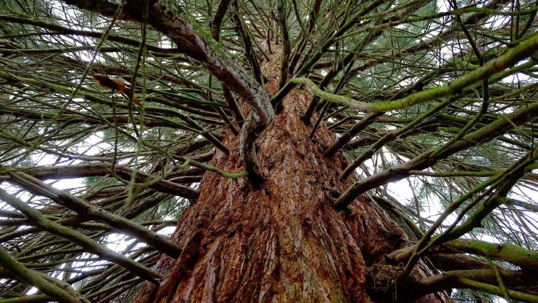 La eliminación de la secuoya gigante de Valladolid: Un dilema entre conservación y seguridad