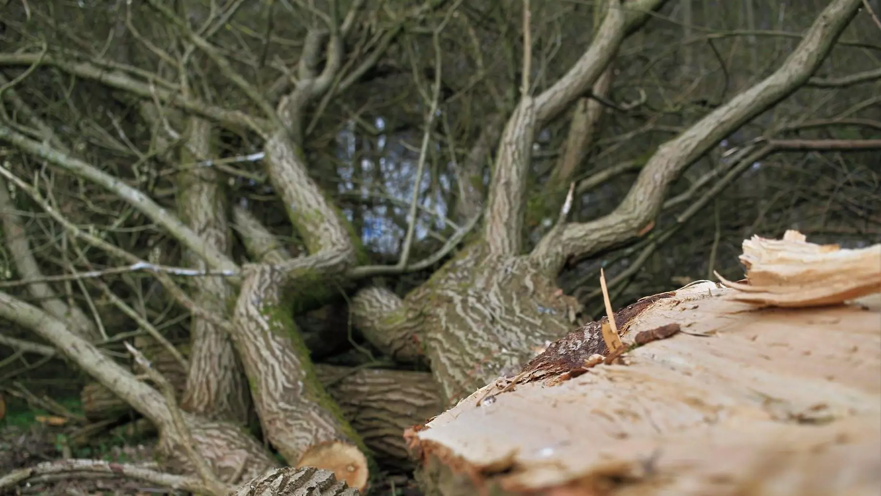 La tala de árboles en el Canal de Castilla desata una fuerte alarma ecologista
