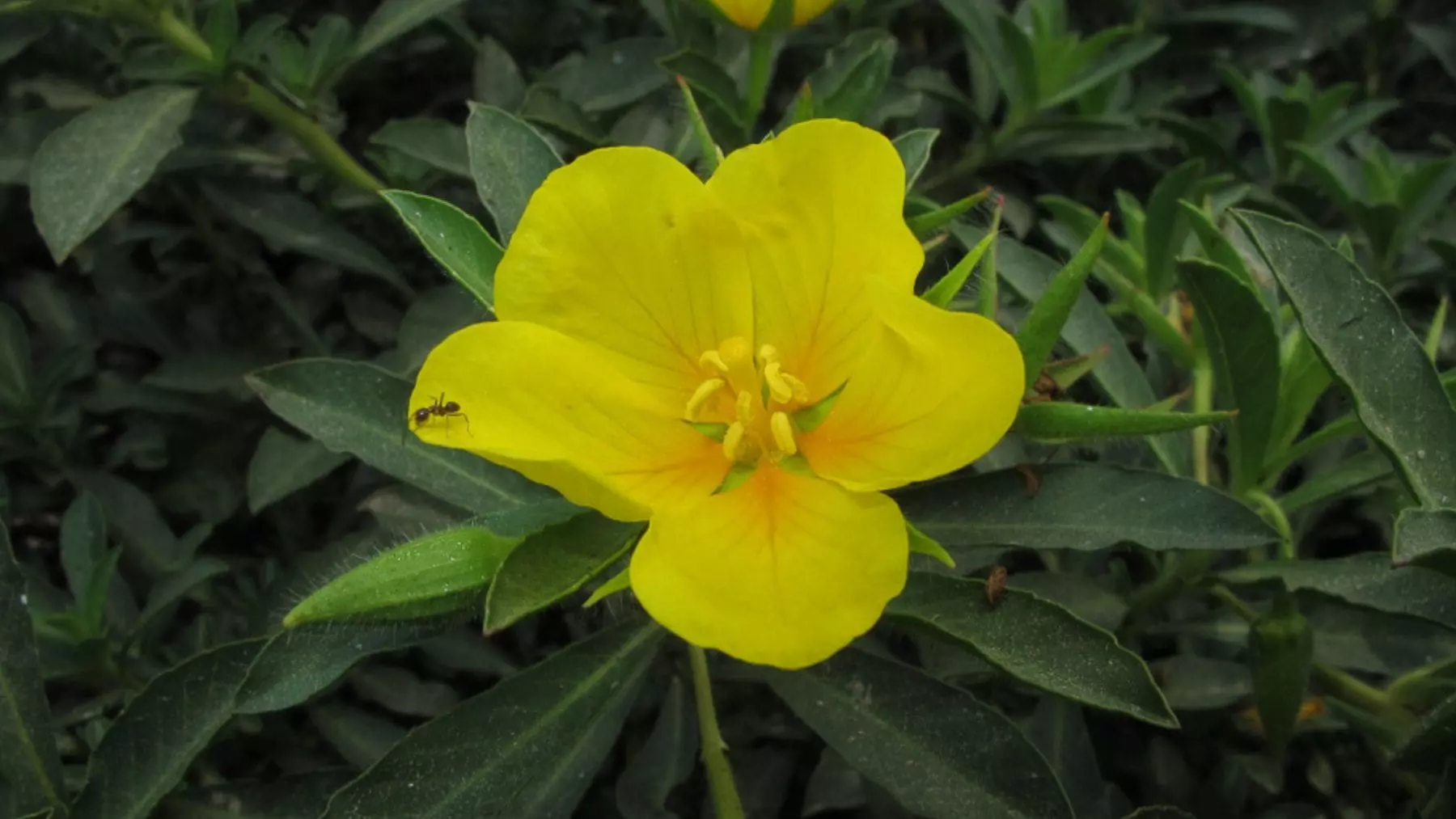 La invasión silenciosa: la flor acuática que amenaza un humedal vital en Madrid