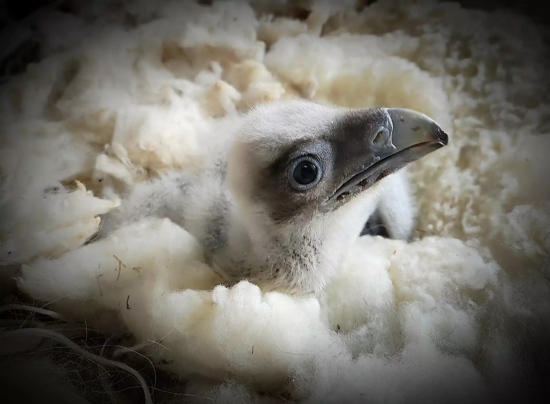 Nacimientos de quebrantahuesos celebrados en Picos de Europa
