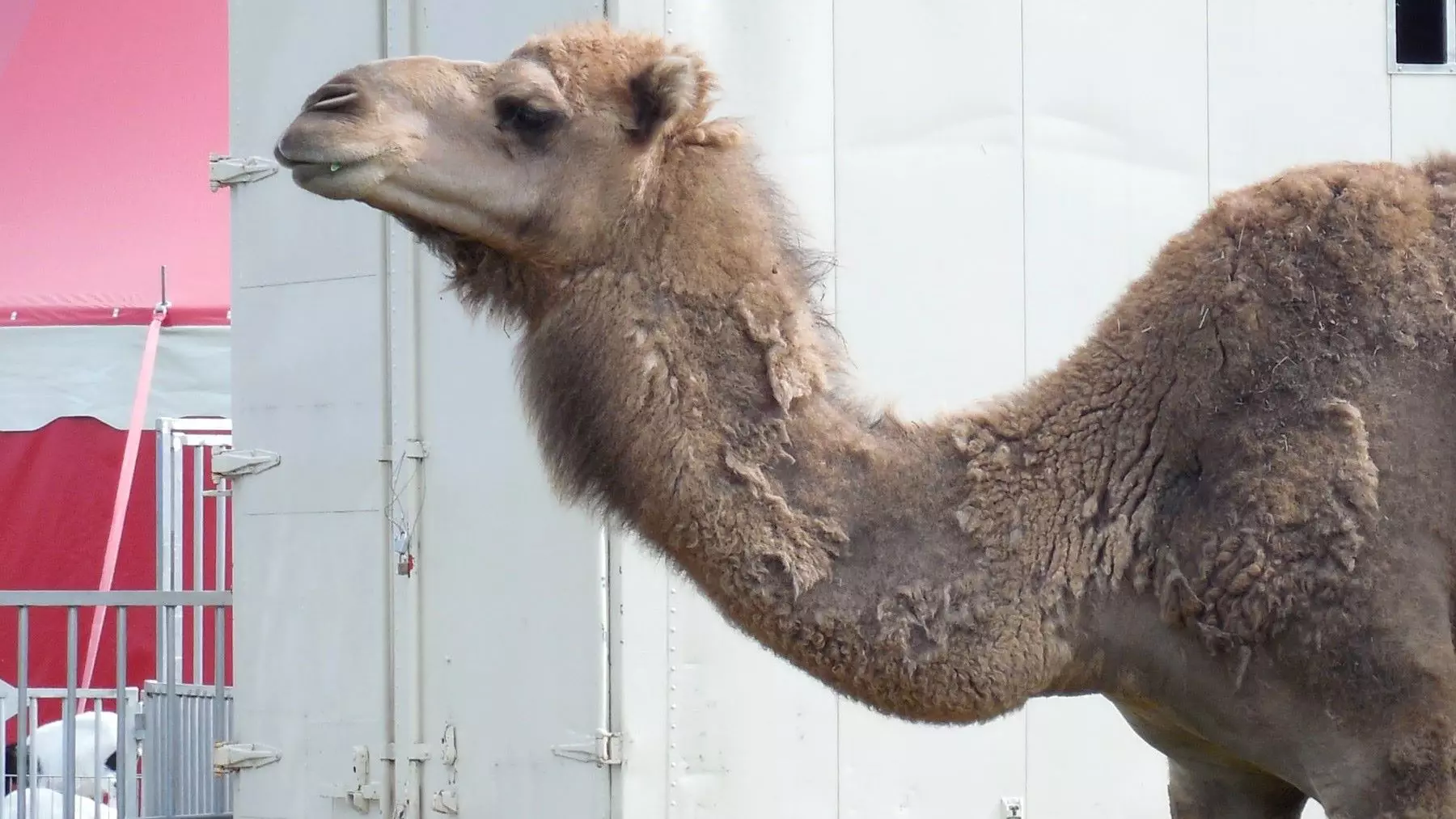 Denuncia de Maltrato Animal en Circo de Valencia por Dromedario Lastimado