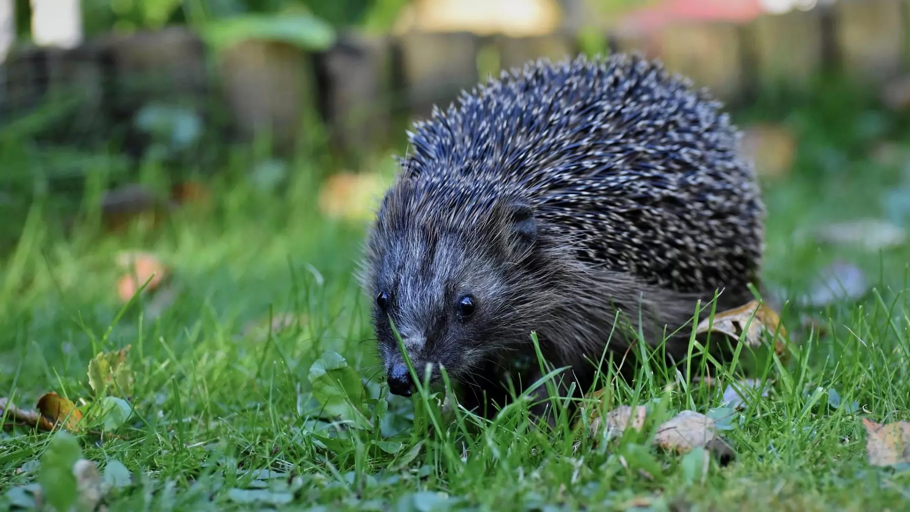 Alemania Propone Restringir Robots Cortacésped Nocturnos para Proteger la Fauna Urbana