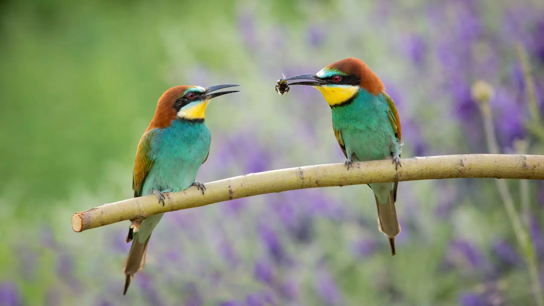 El Abejaruco Europeo: Aliado Crucial de España Contra la Avispa Asiática