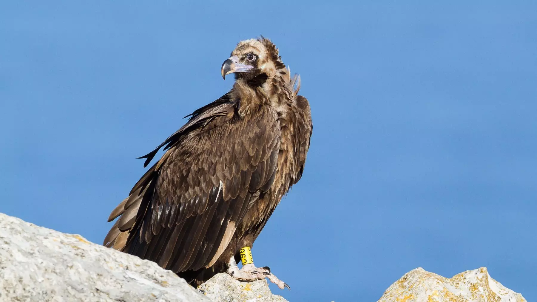 Baleares: Liberación de milanos reales recuperados de heridas de bala, un llamado a la acción contra la caza ilegal