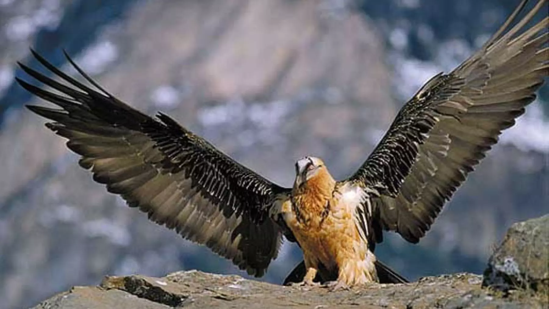Nuevos Nacimientos de Quebrantahuesos en Picos de Europa: Esperanza para la Especie Emblemática