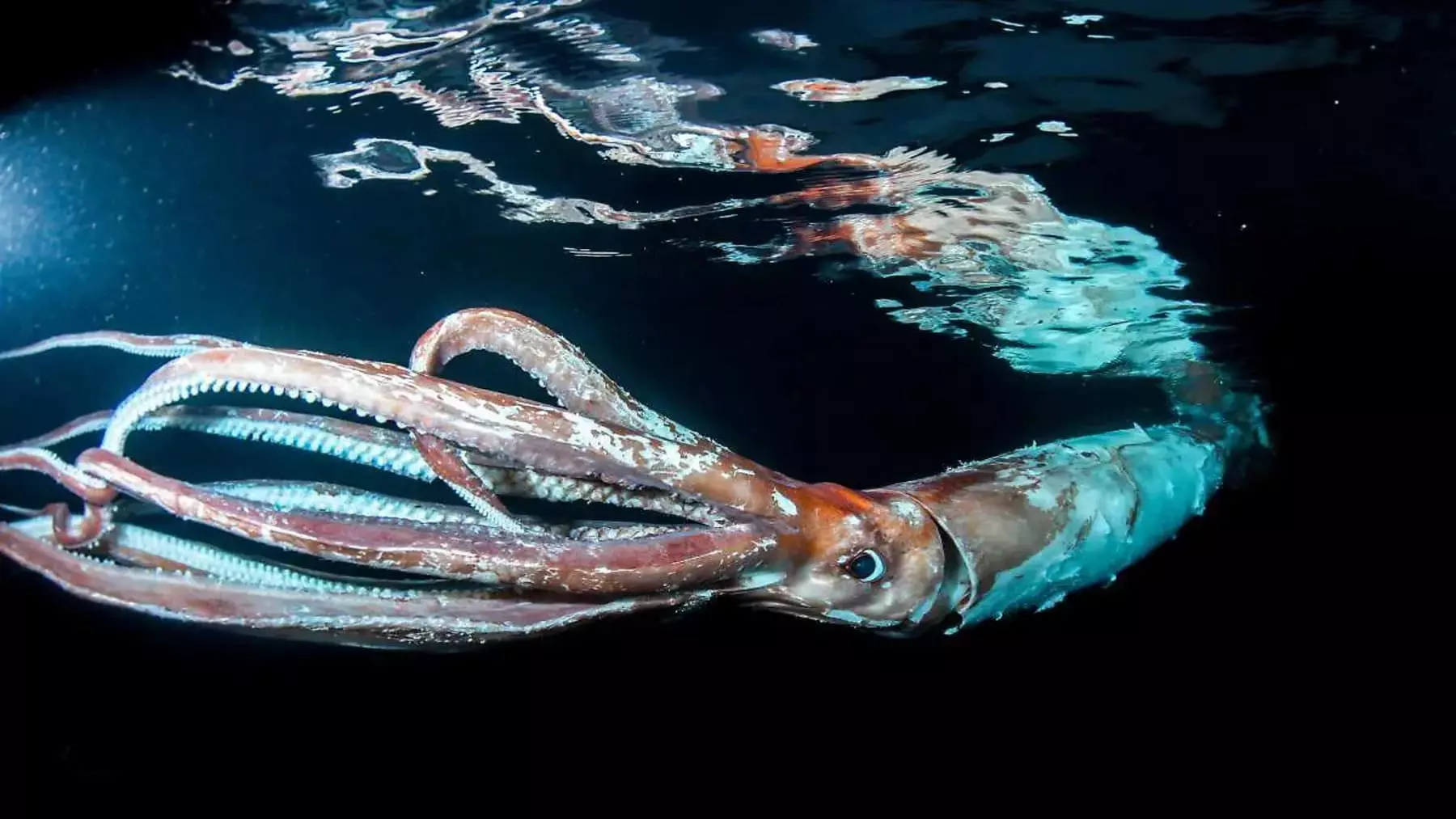 Calamar y Sepia: Supervivencia Post-Extinción y Conquista Oceánica