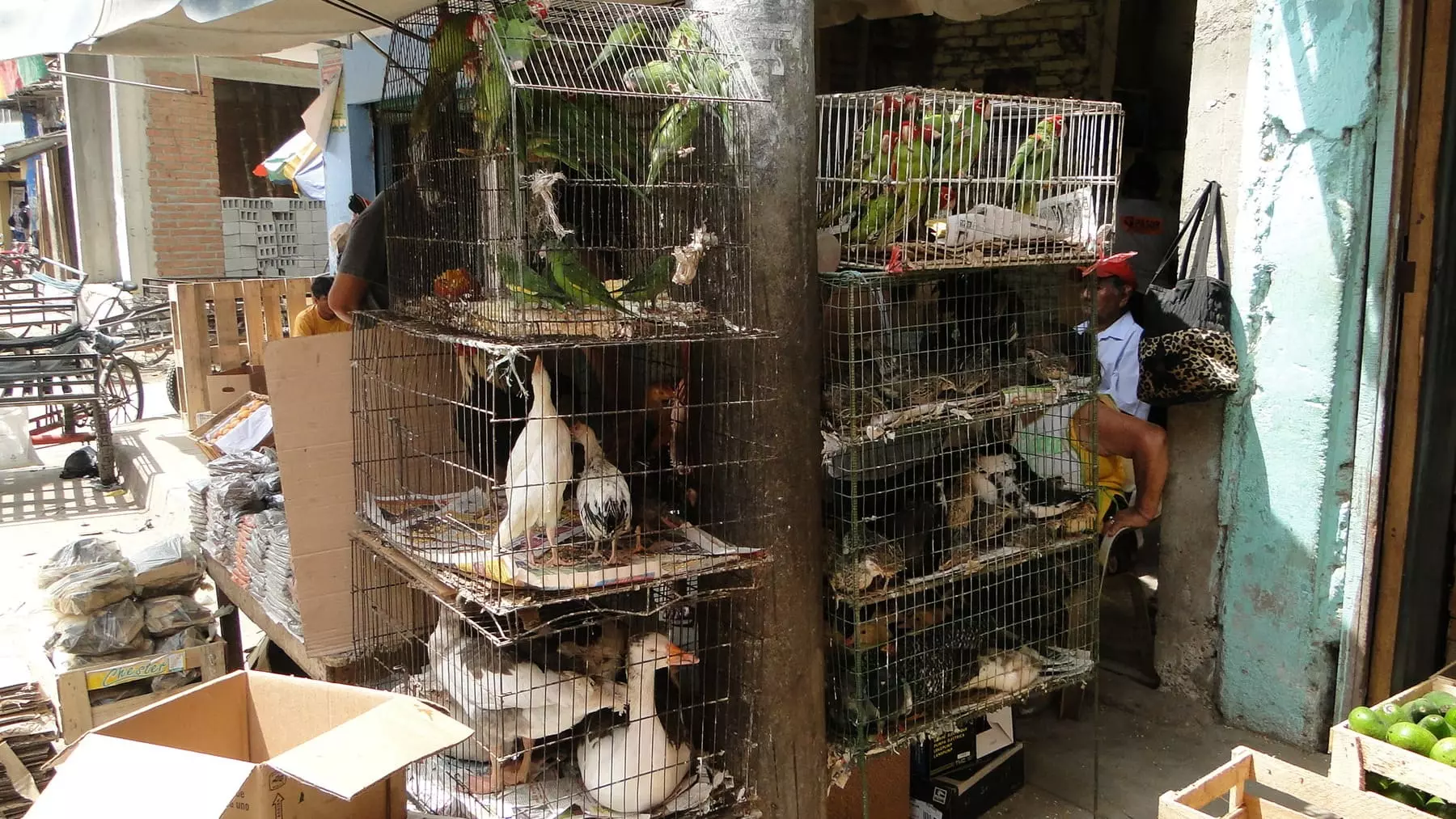 Comercio de Fauna Salvaje: Un Riesgo Creciente de Pandemias Globales