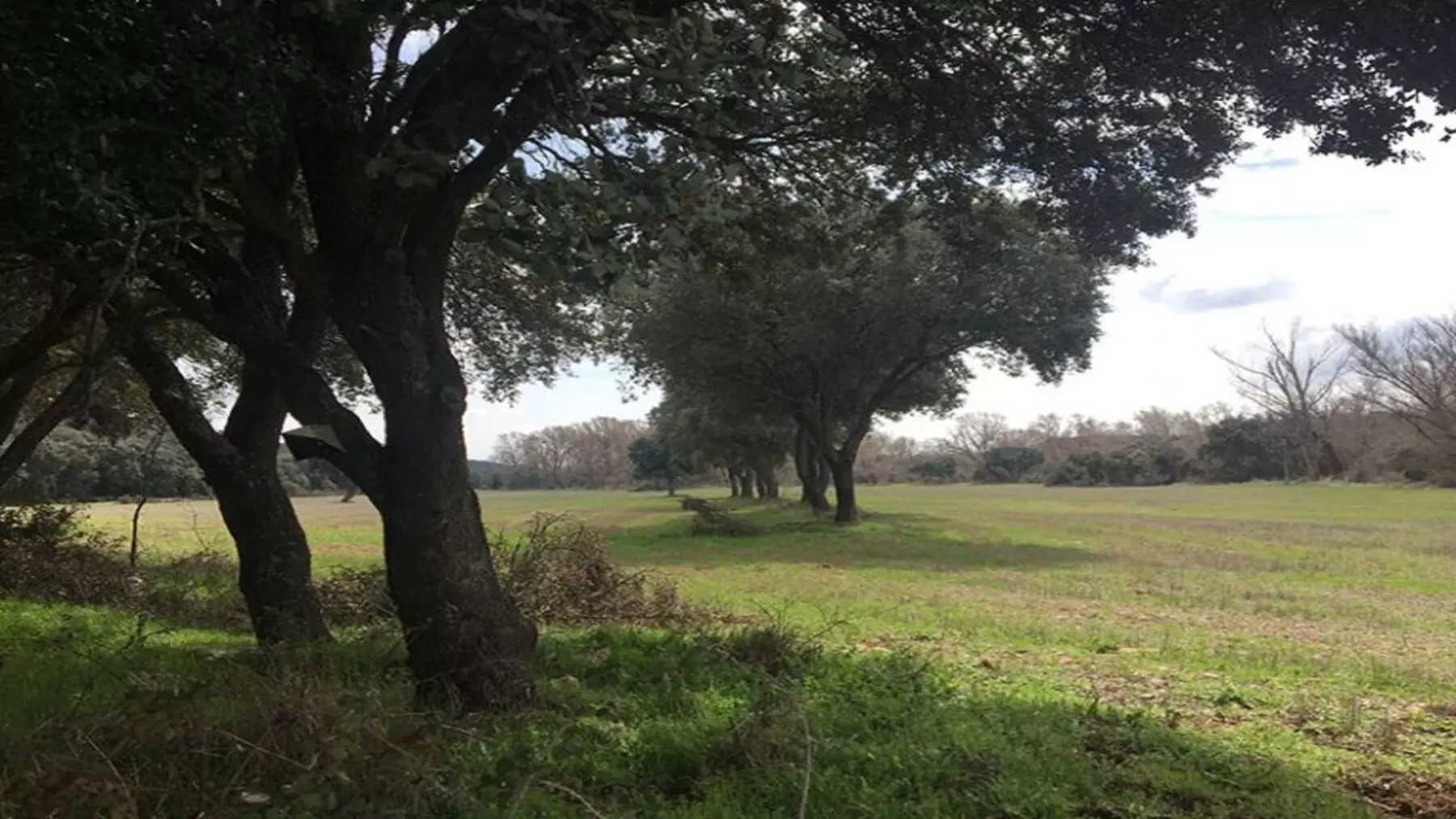 Críticas por la Apertura de Pistas Forestales: Amenaza a los Encinares en La Rioja