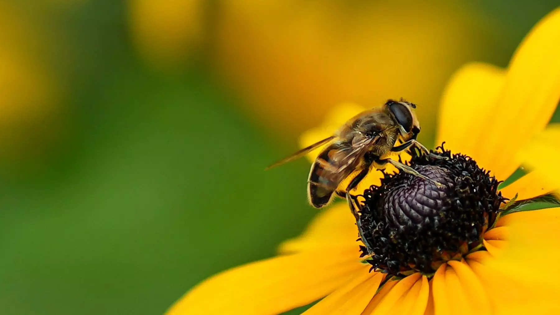 Abejas en Casa: Un Símbolo de Prosperidad y Salud Ambiental que Debemos Proteger