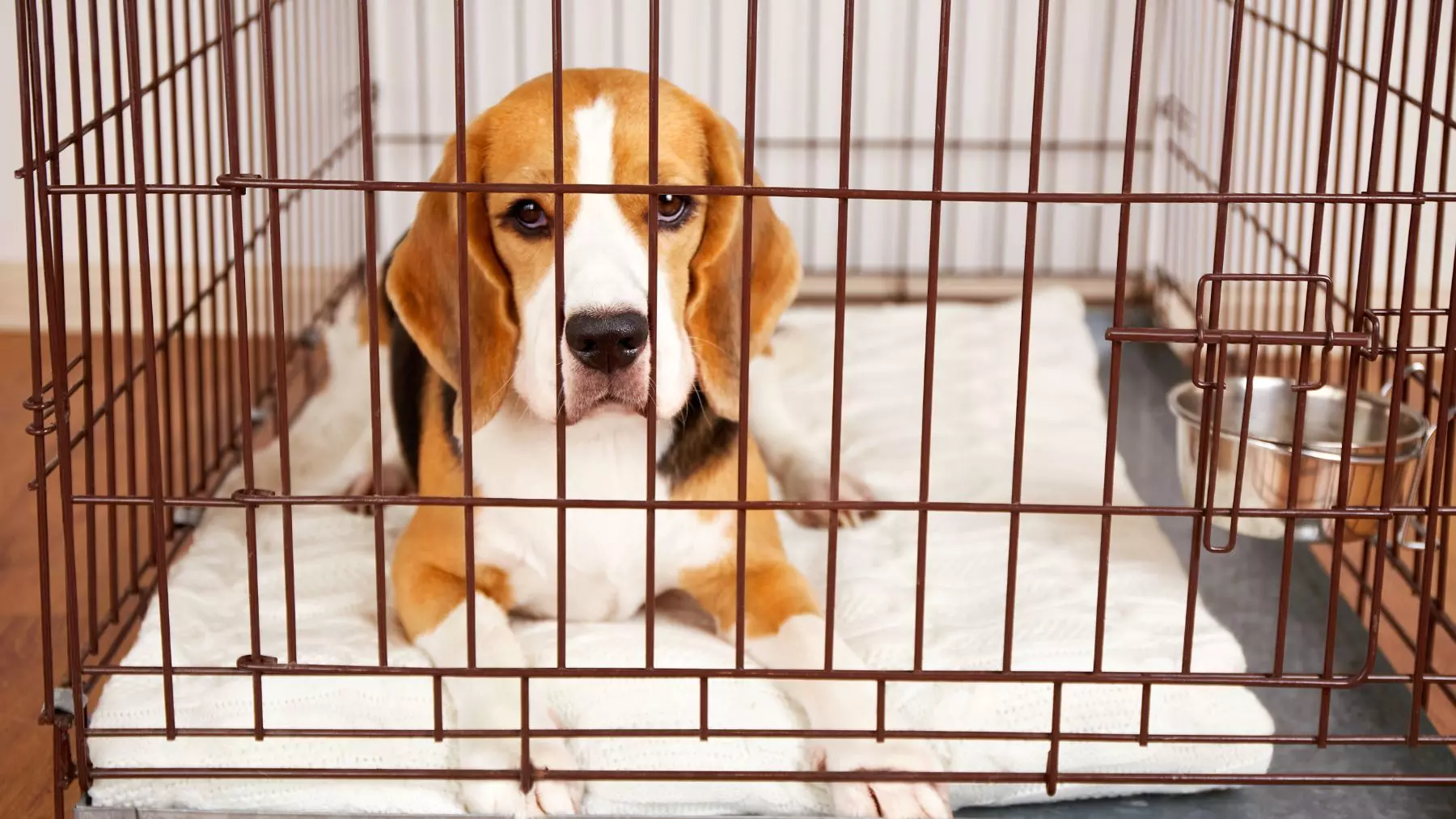 Nueva Vida para Nueve Beagles: De Laboratorio a Hogares Llenos de Amor