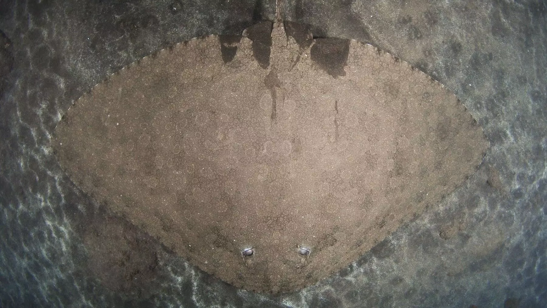 Oceanogràfic lidera la protección de las rayas mariposa en el Mediterráneo