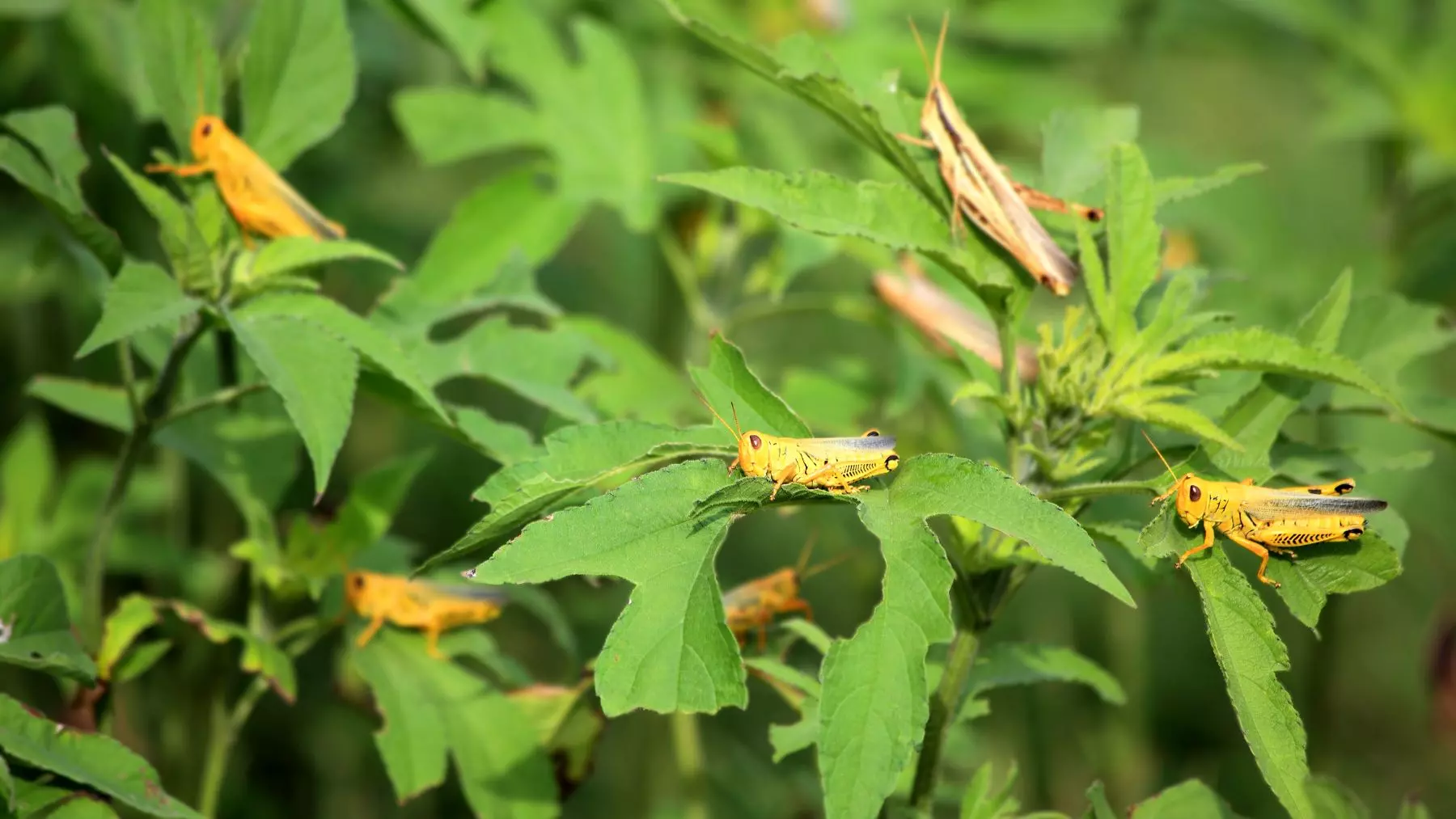 Marruecos Lucha contra la Plaga de Langostas con Pesticidas, Generando Alerta Alimentaria