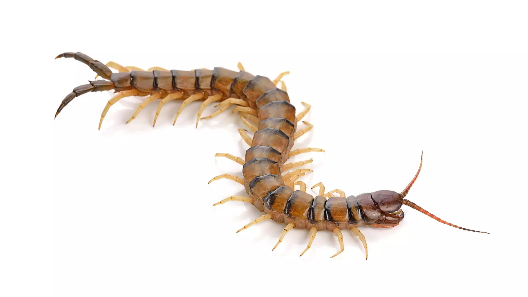 El ciempiés doméstico: ¿aliado o enemigo en tu hogar?