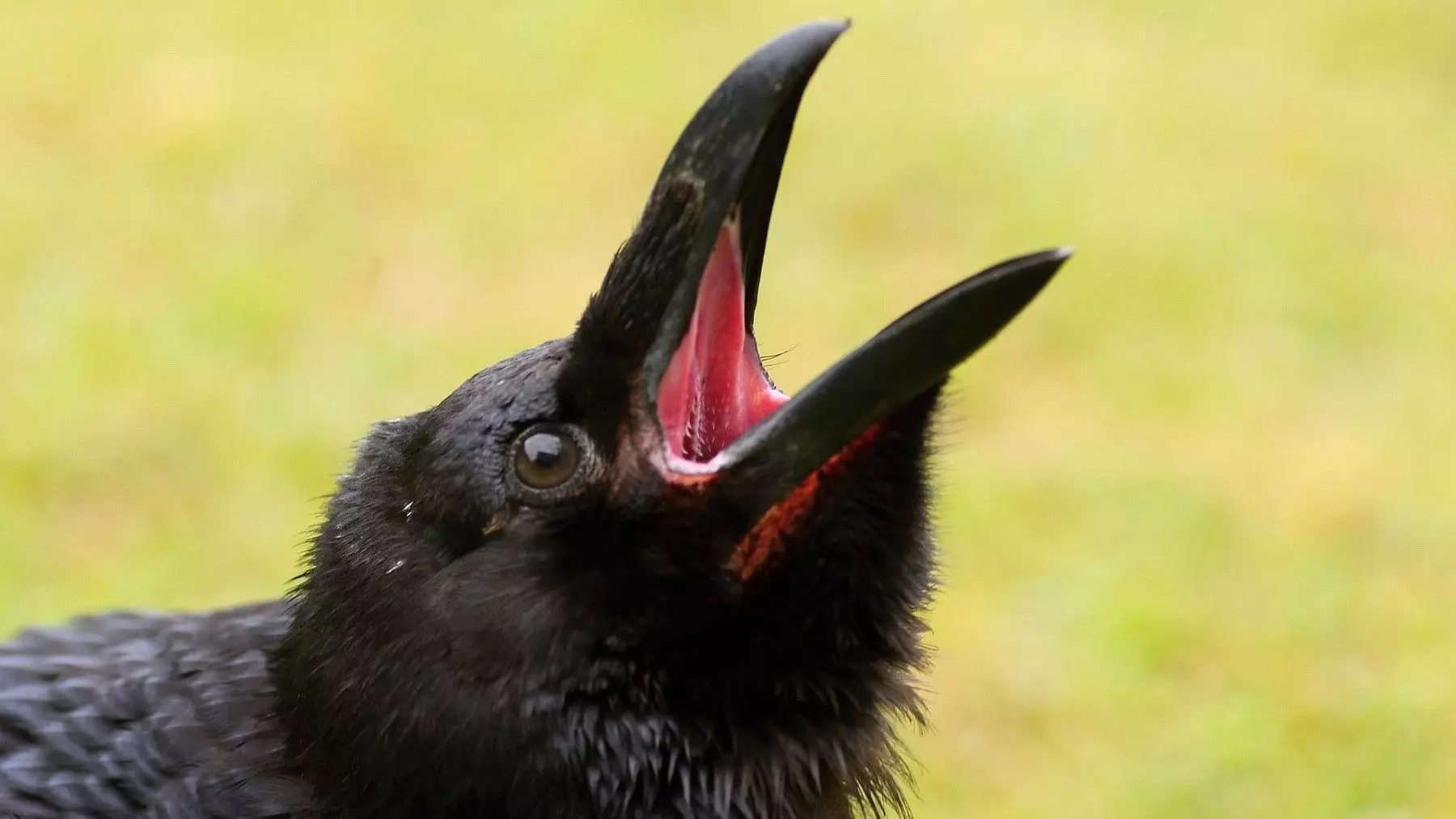 Un estudio innovador revela el complejo lenguaje vocal de los cuervos en España: hasta 40 tipos de sonidos