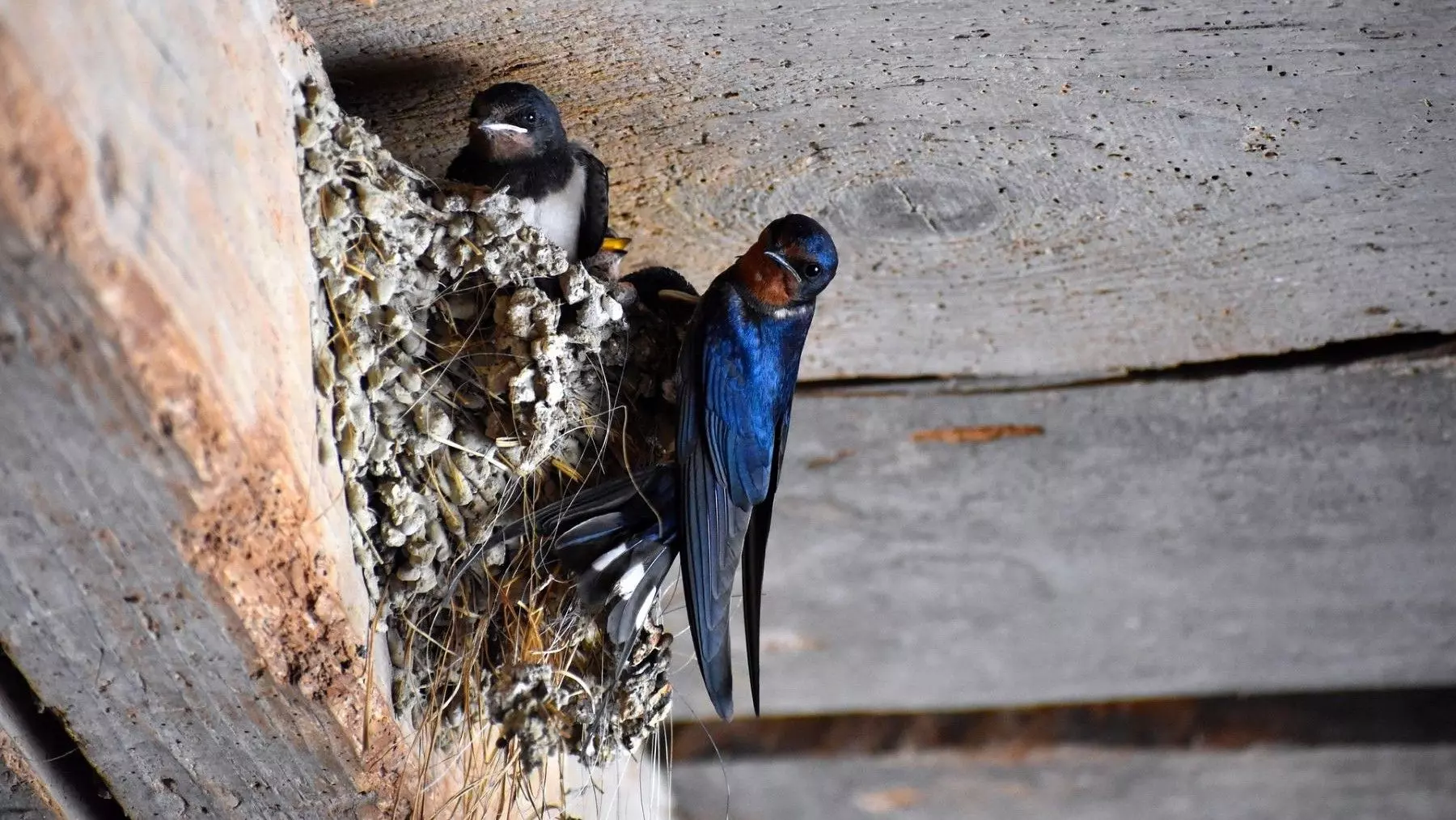 Aves Migratorias: Guardianas Naturales contra Mosquitos y Enfermedades en Extremadura