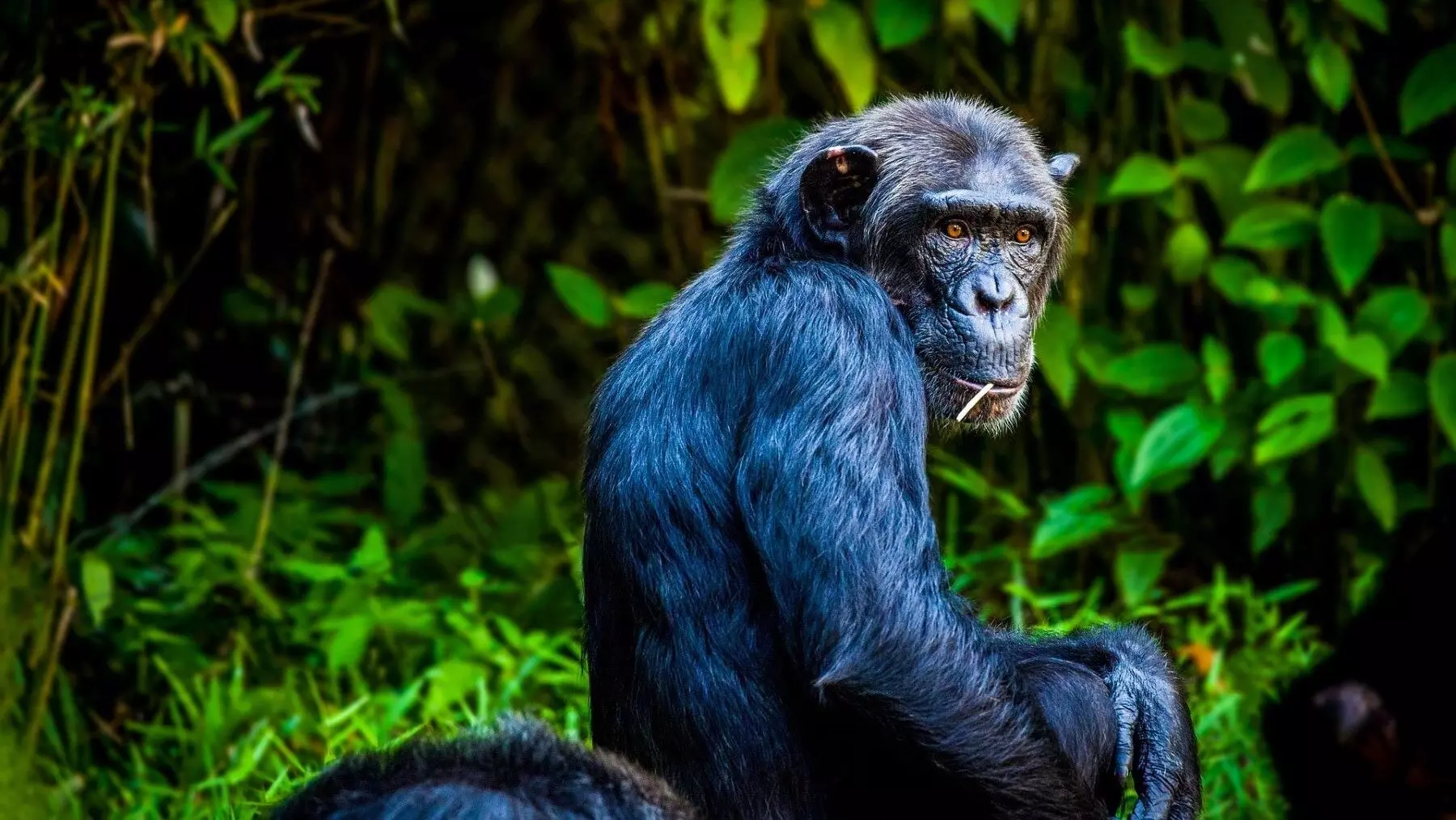 Conflicto Chimpancé: Violencia Extrema Tras la División Social