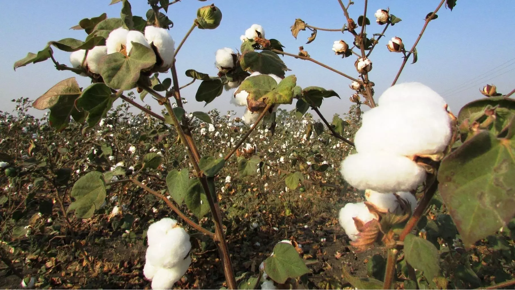 El Algodón Ecológico: Una Alternativa Sostenible y Competitiva a Largo Plazo